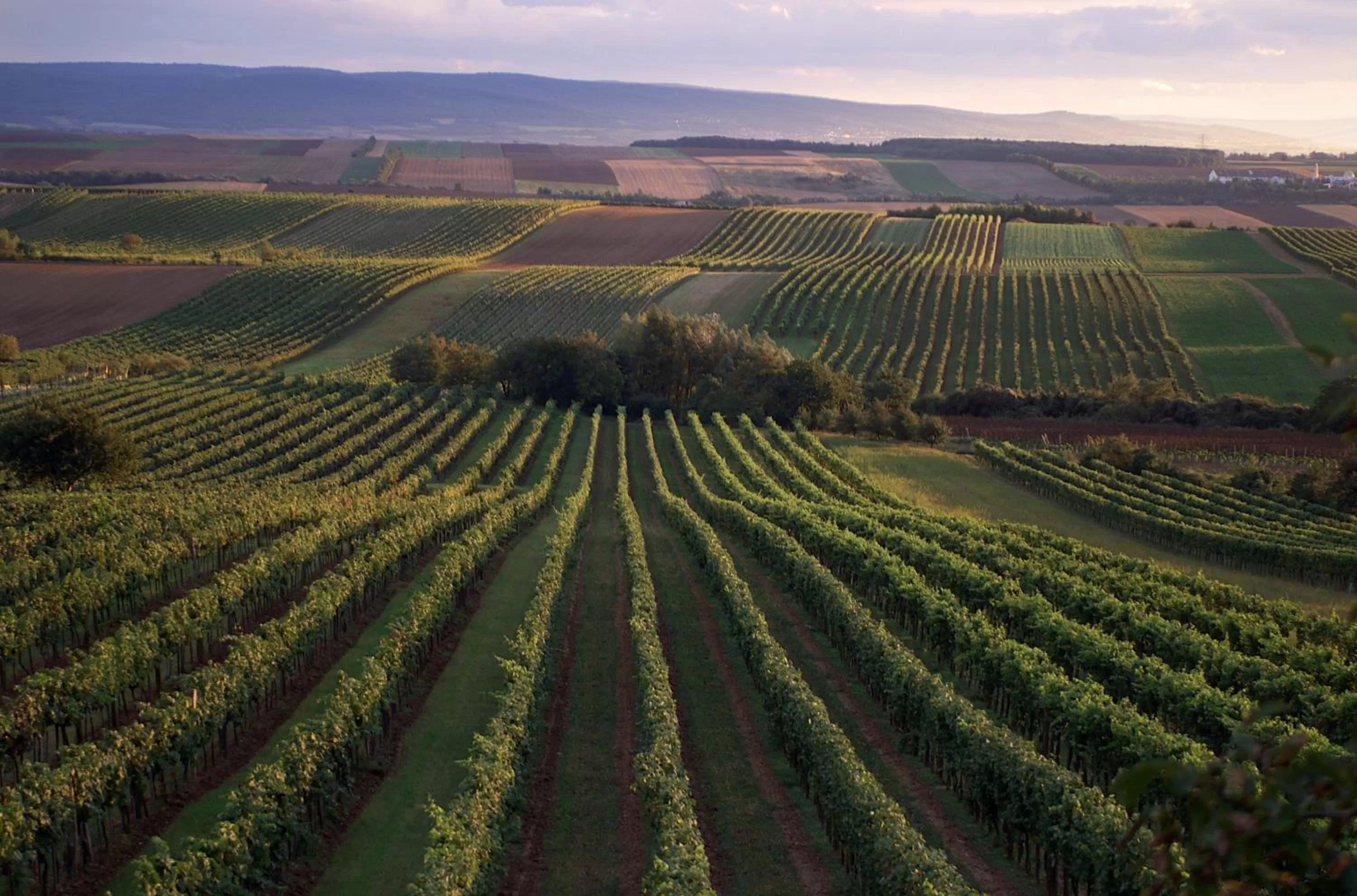 Area and facilities in Hotel Altes Kloster