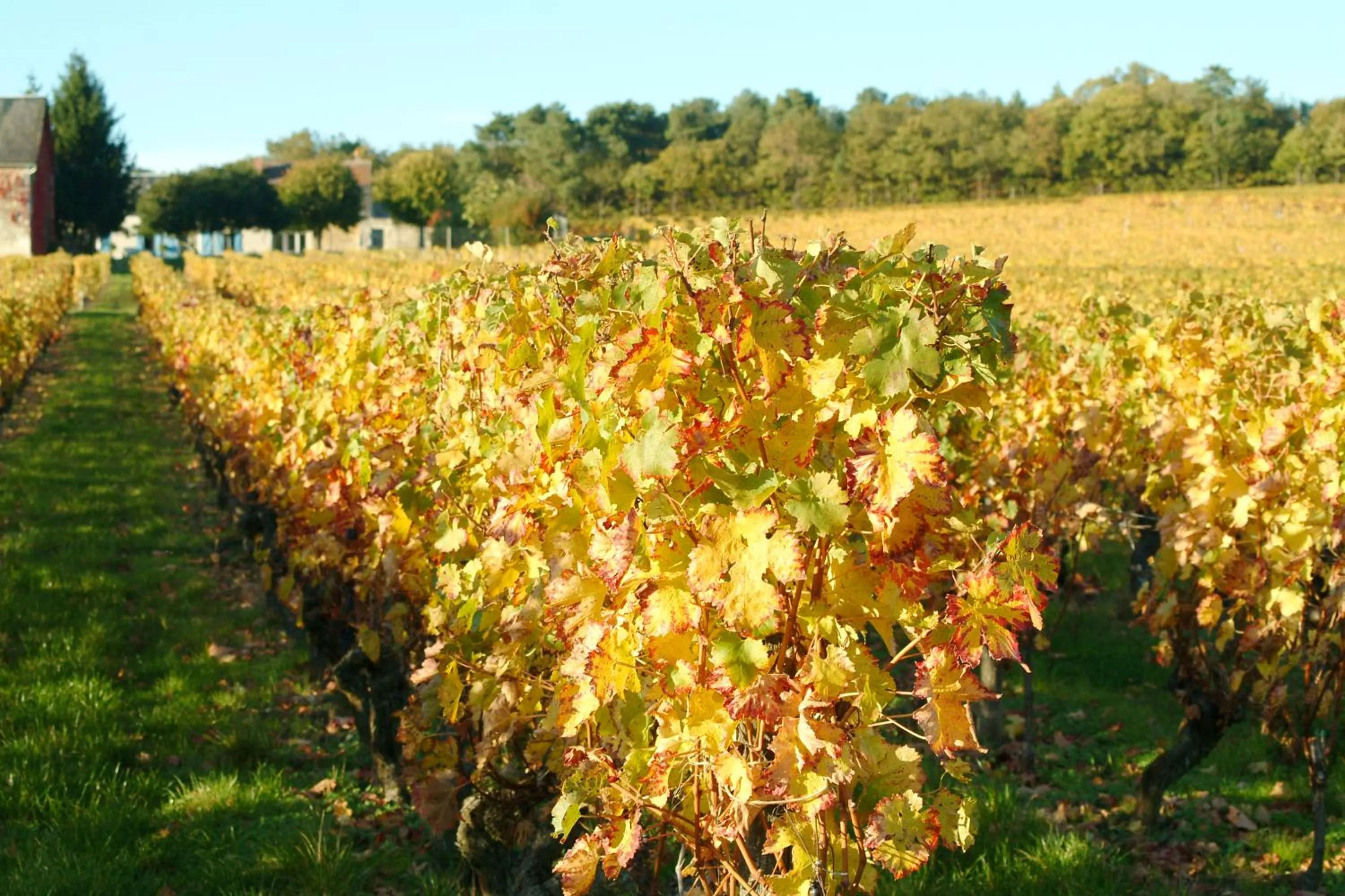 Natural landscape in ibis Styles Chinon