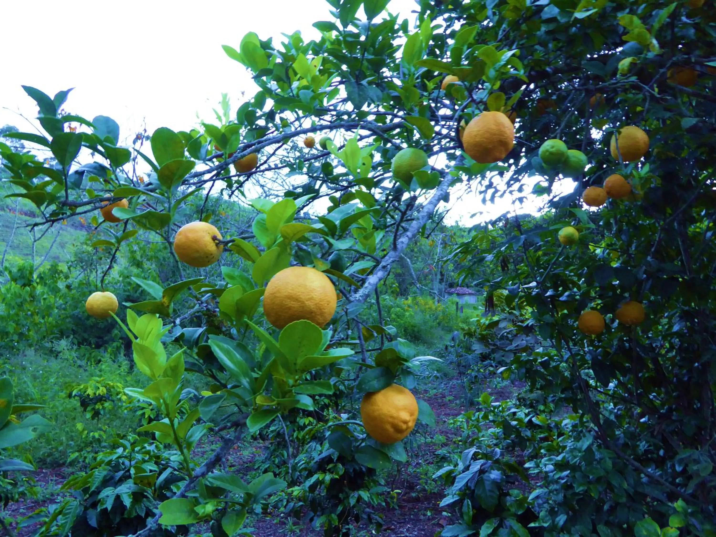 Garden in Finca El Cielo