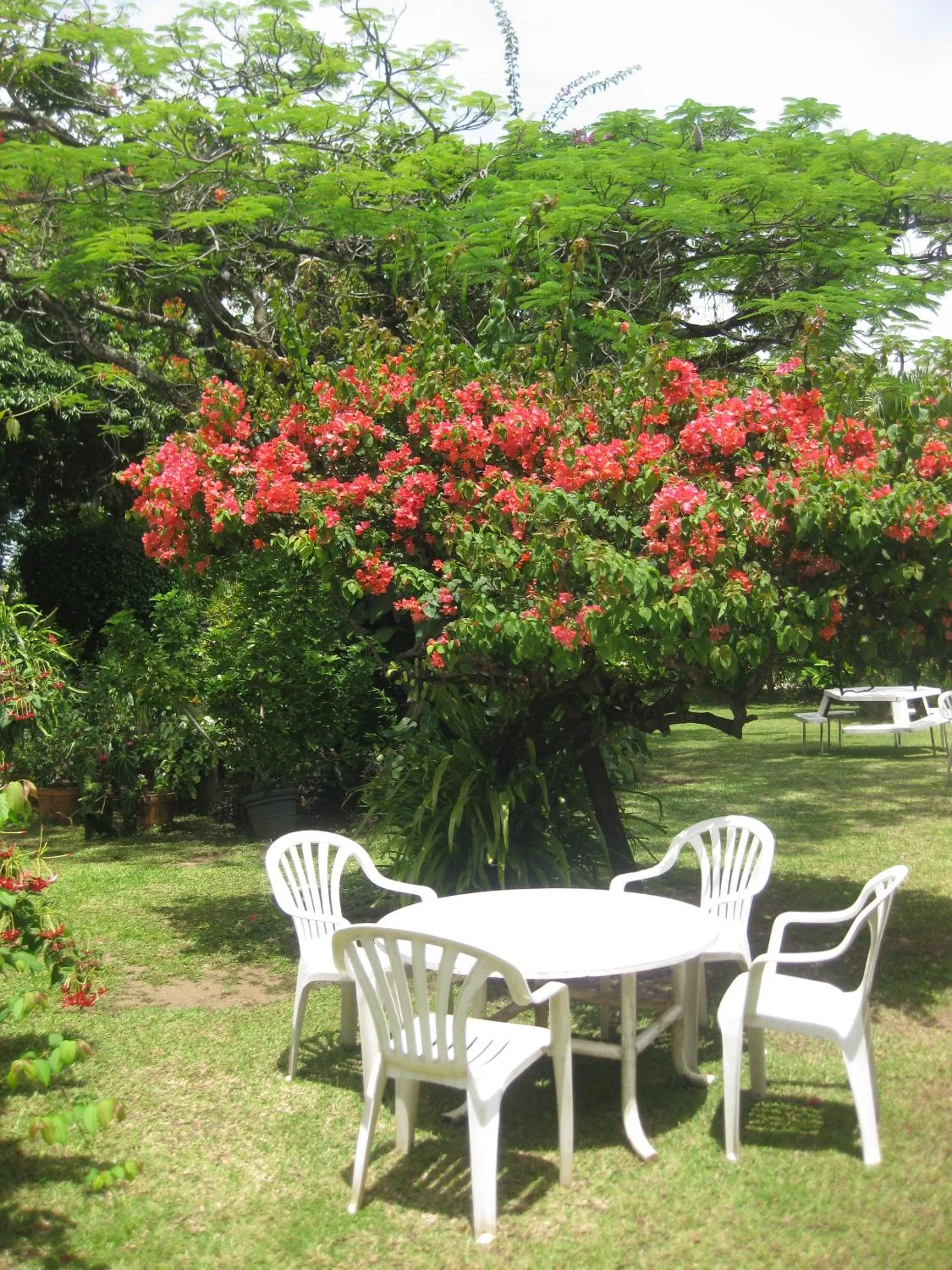 Garden in Hotel Santo Vanuatu