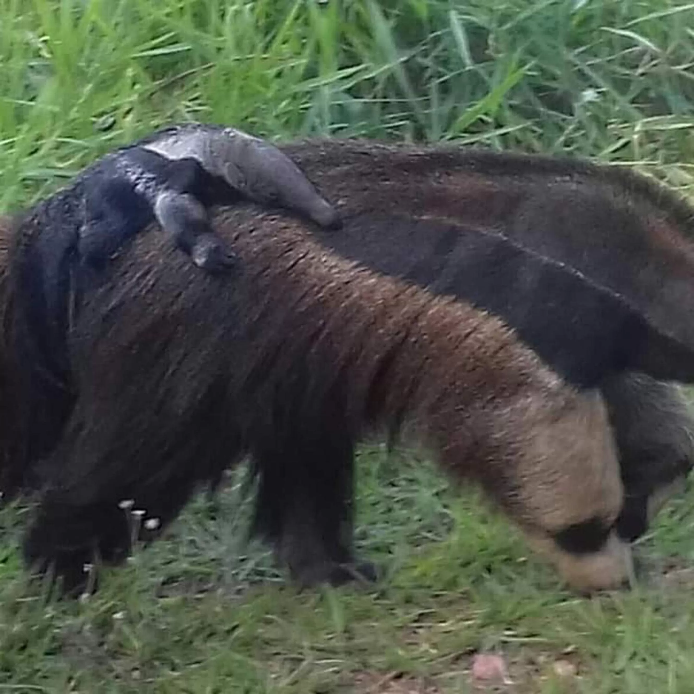 Animals, Other Animals in Pousada Di Luna