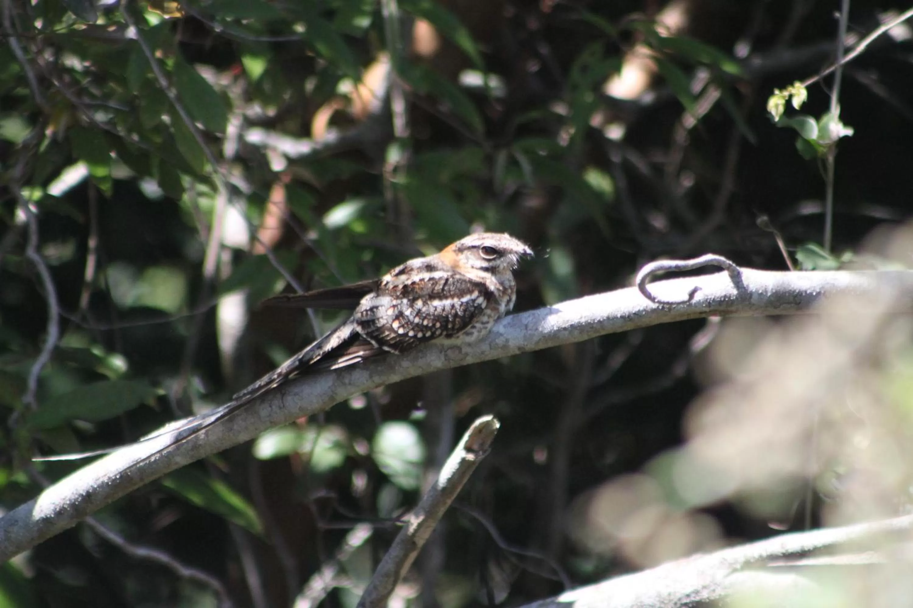 Hiking in Pousada da Rosa