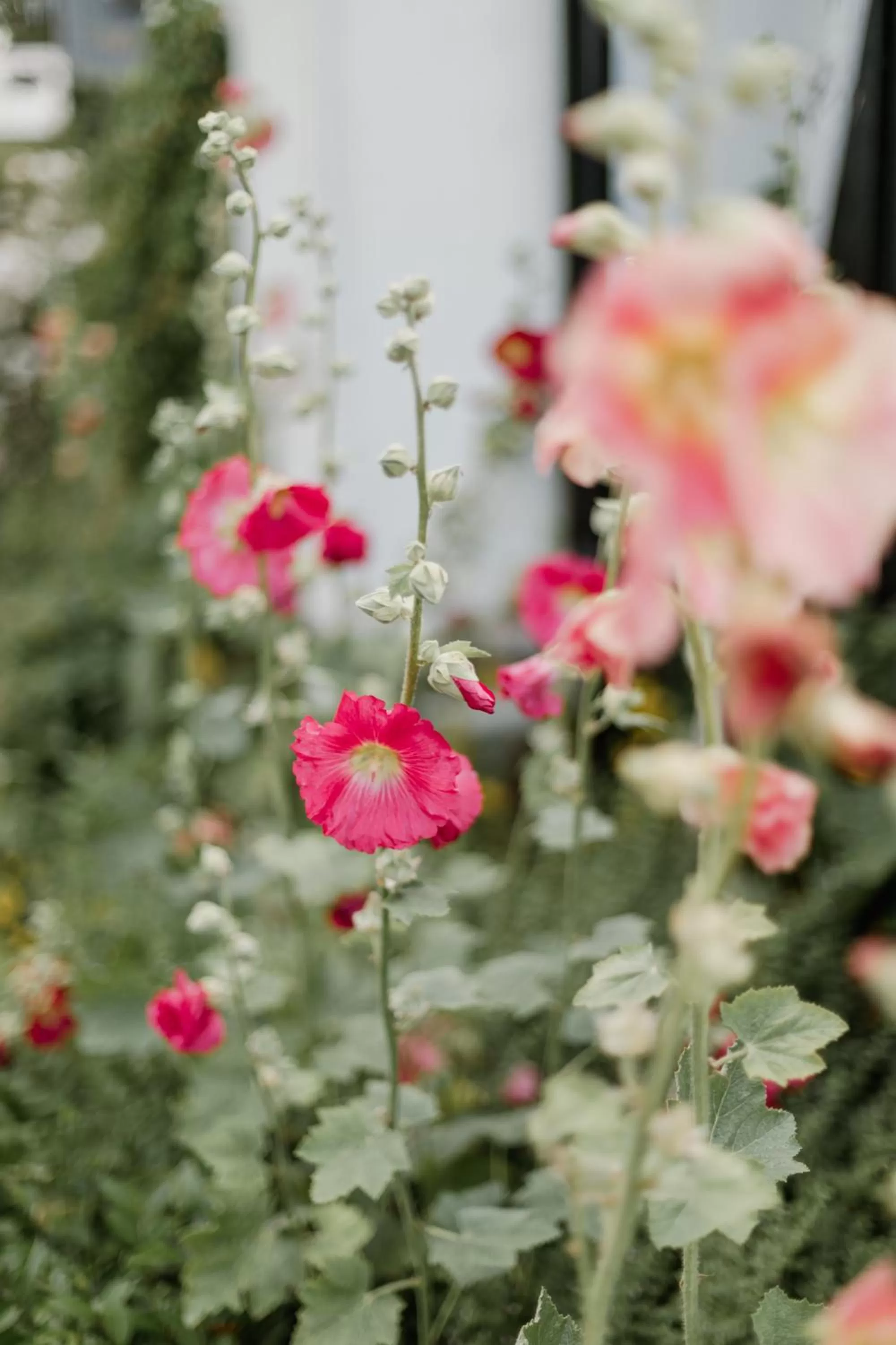 Garden in Sköllengården