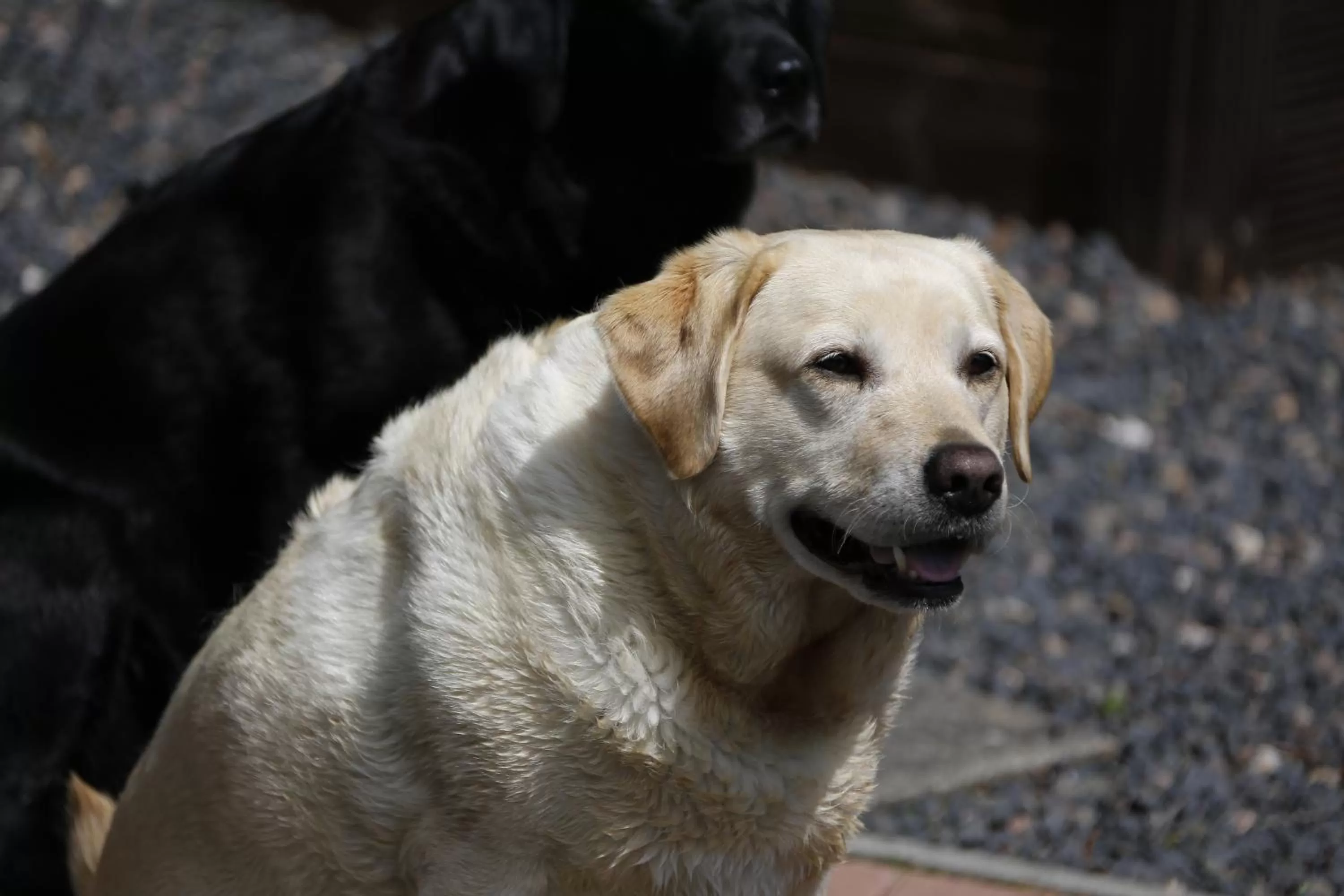 Pets in All Seasons Philipburn, BW Signature Collection