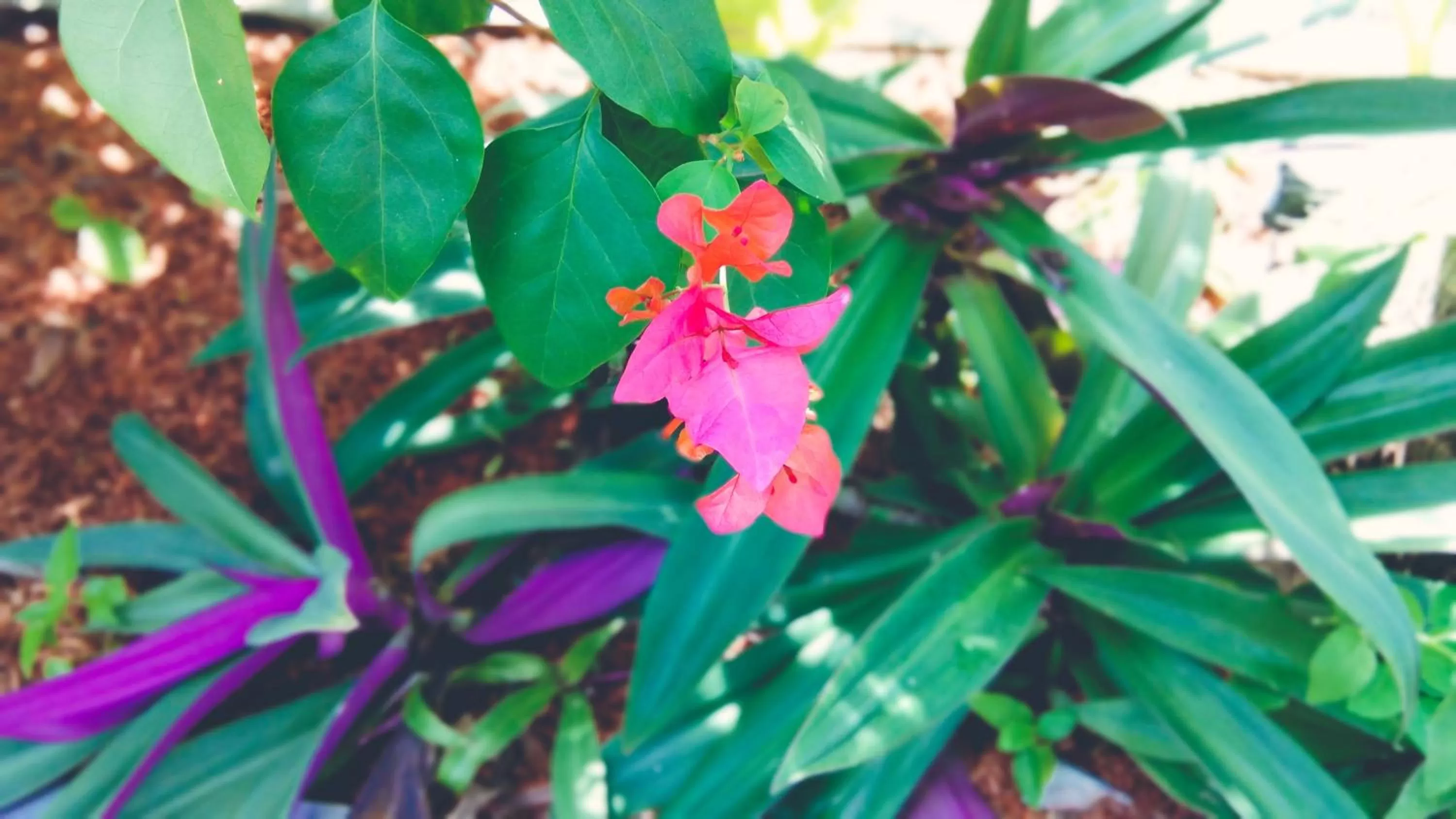 Garden in Café des Arts Gili Air