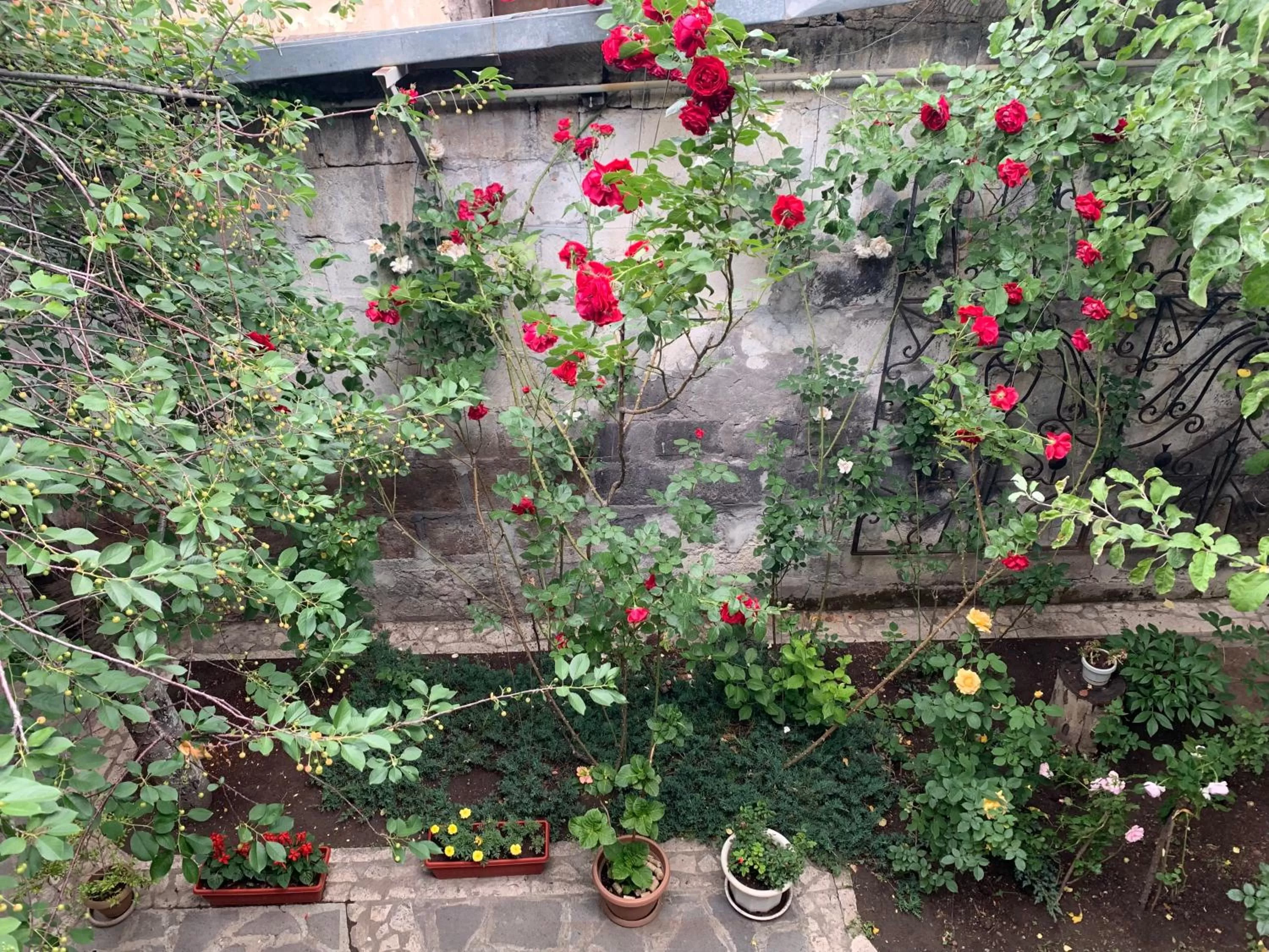 Garden in Armine's B&B