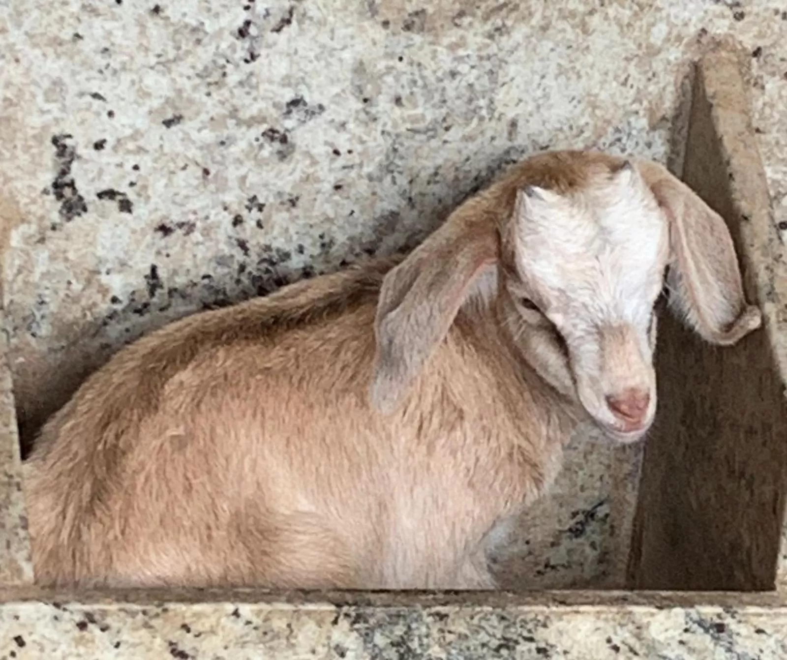 Animals in Pousada Fazendinha Unamar