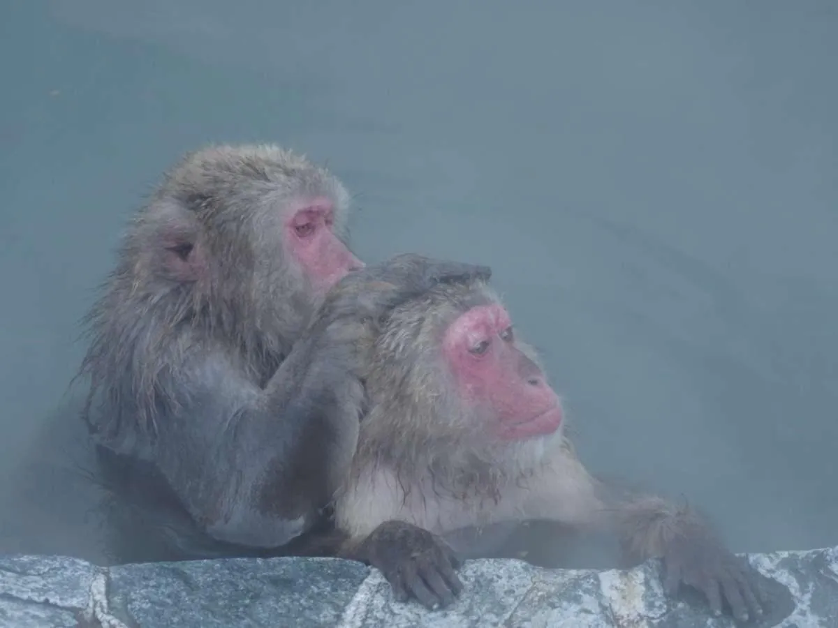 Nearby landmark in Hotel Yudanaka