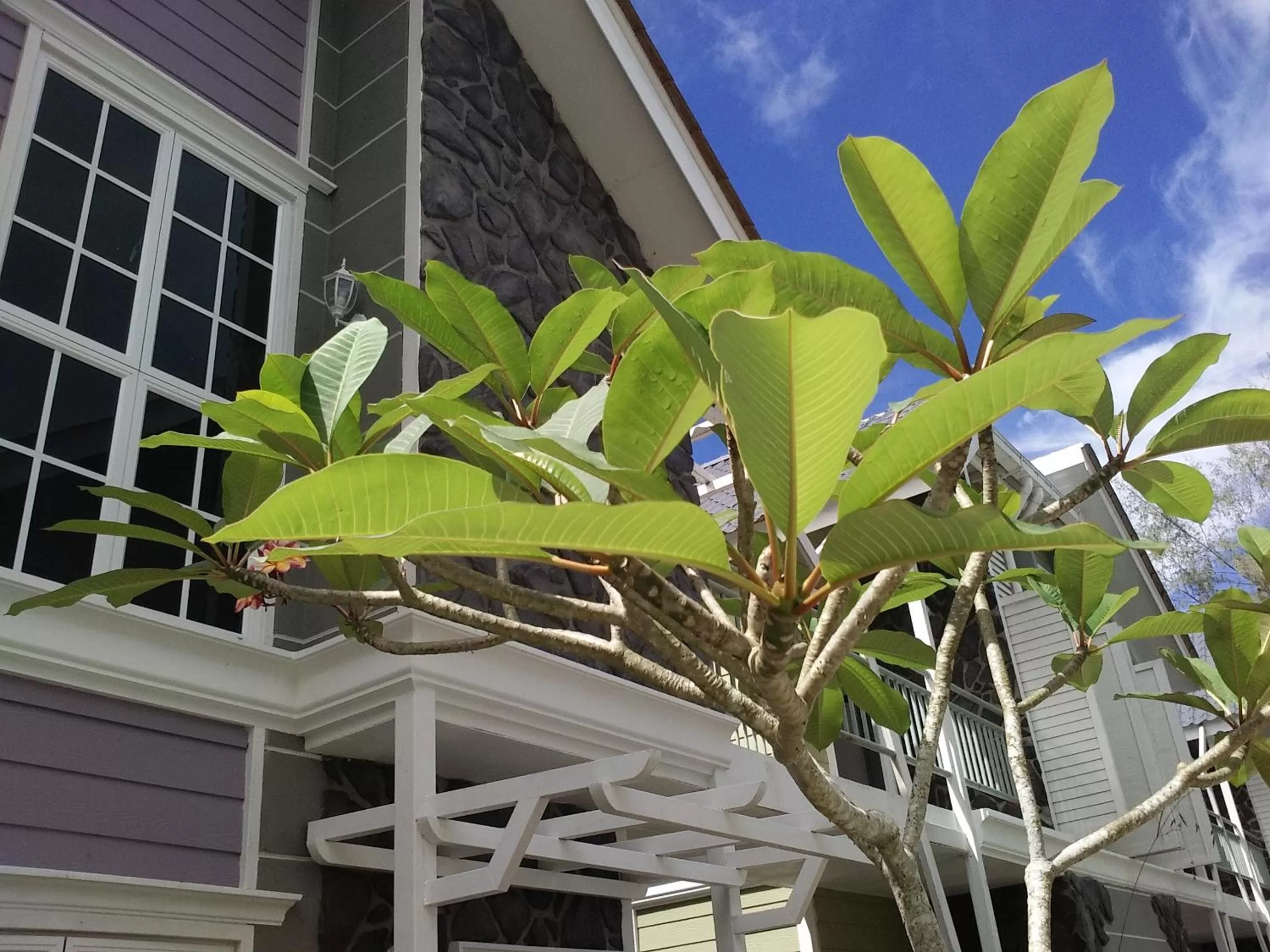 Garden in Royale Chenang Resort