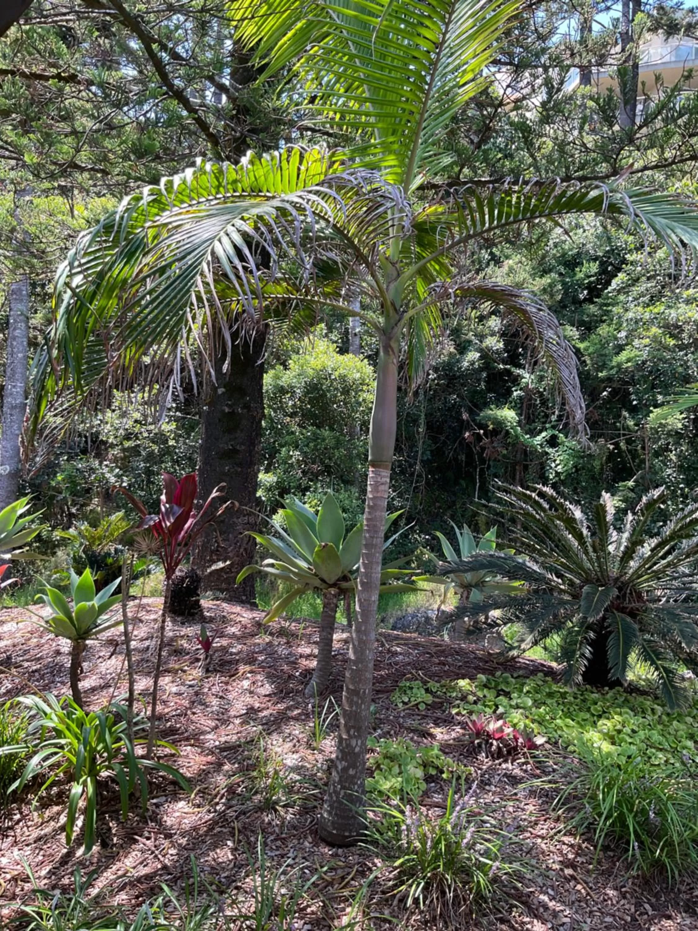 Garden in Private Suite Nautilus Beach Front Resort