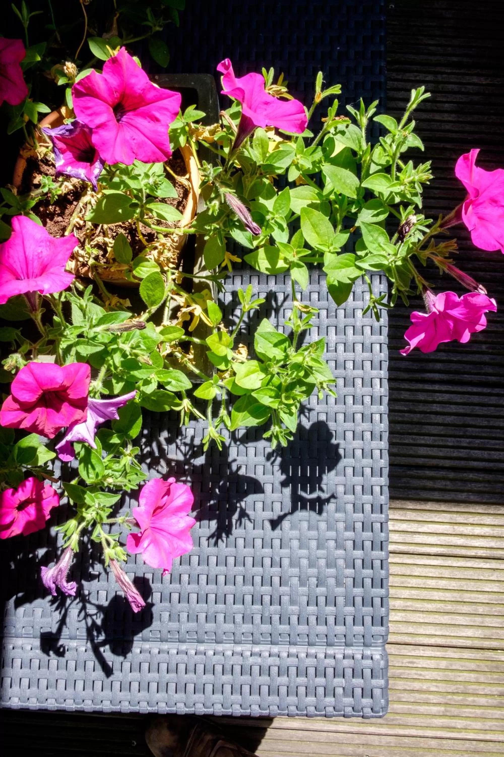 Spring in Hotel Diamonds and Pearls