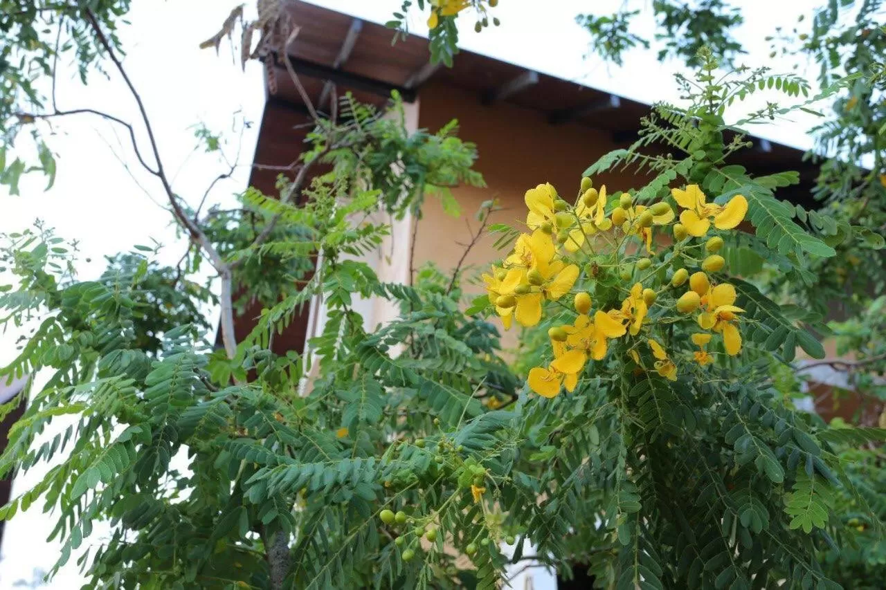 Garden in Lolu Village Resort