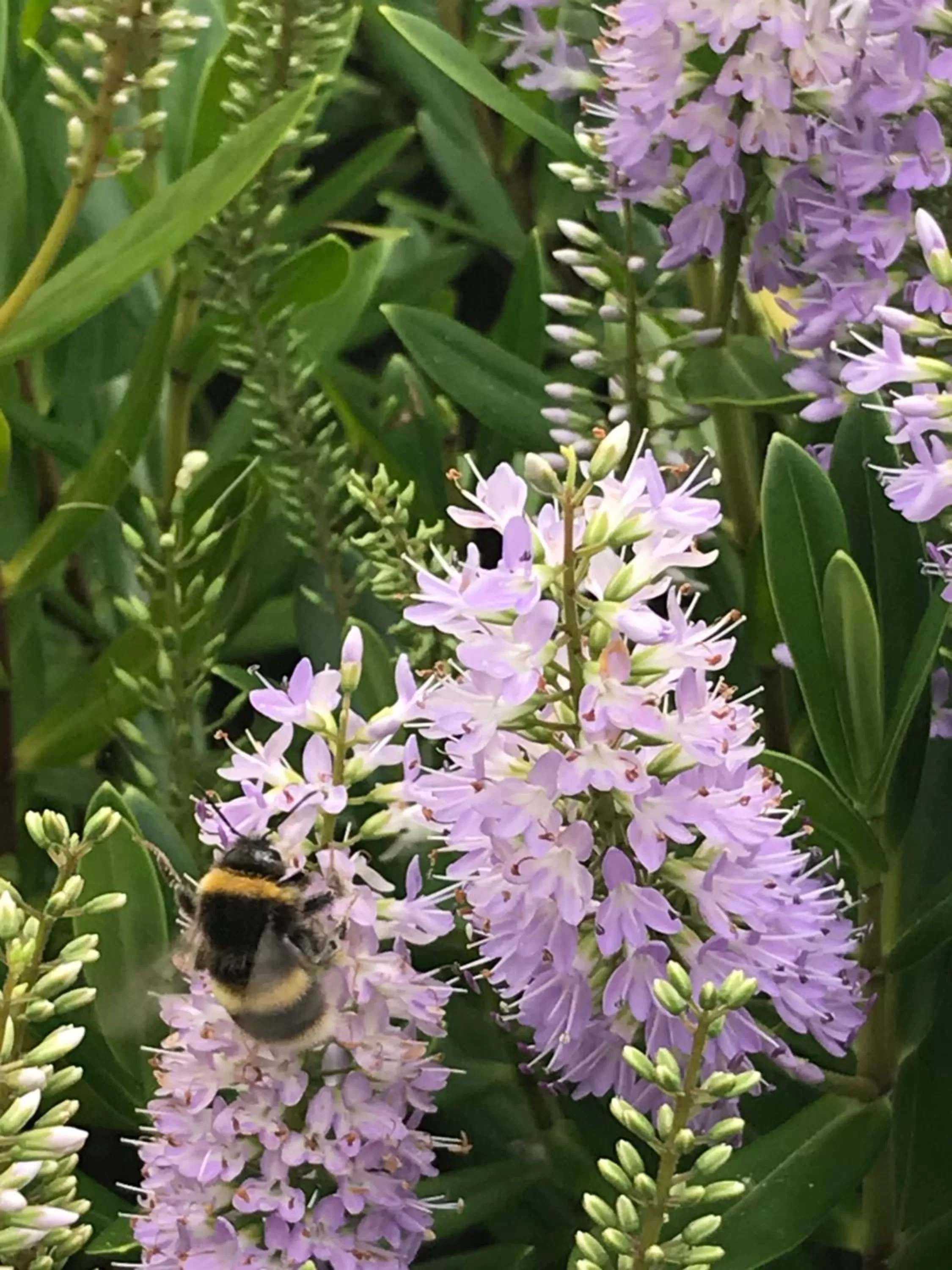 Hillside Bed and Breakfast