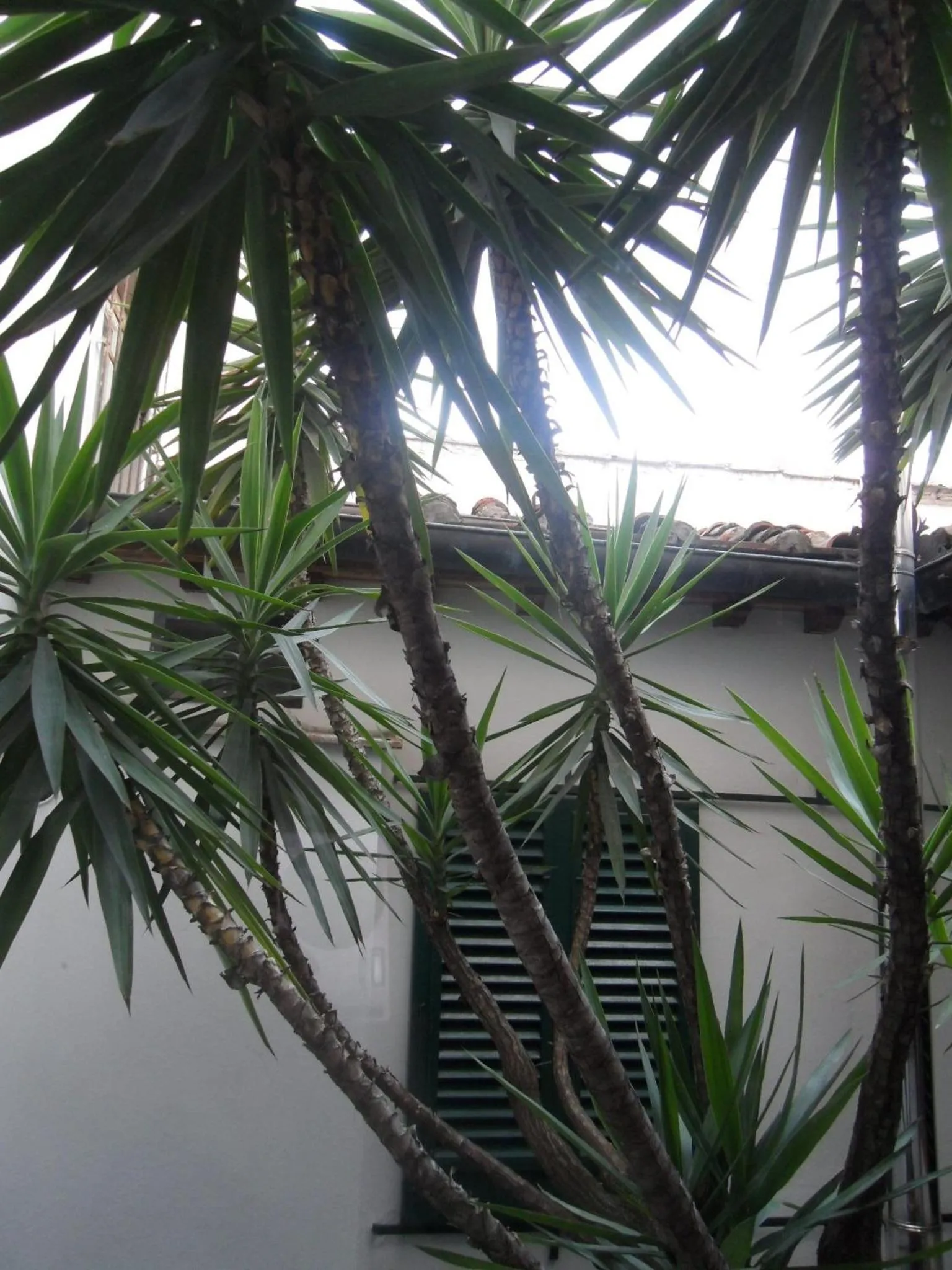 Property building in Hotel Collodi Firenze