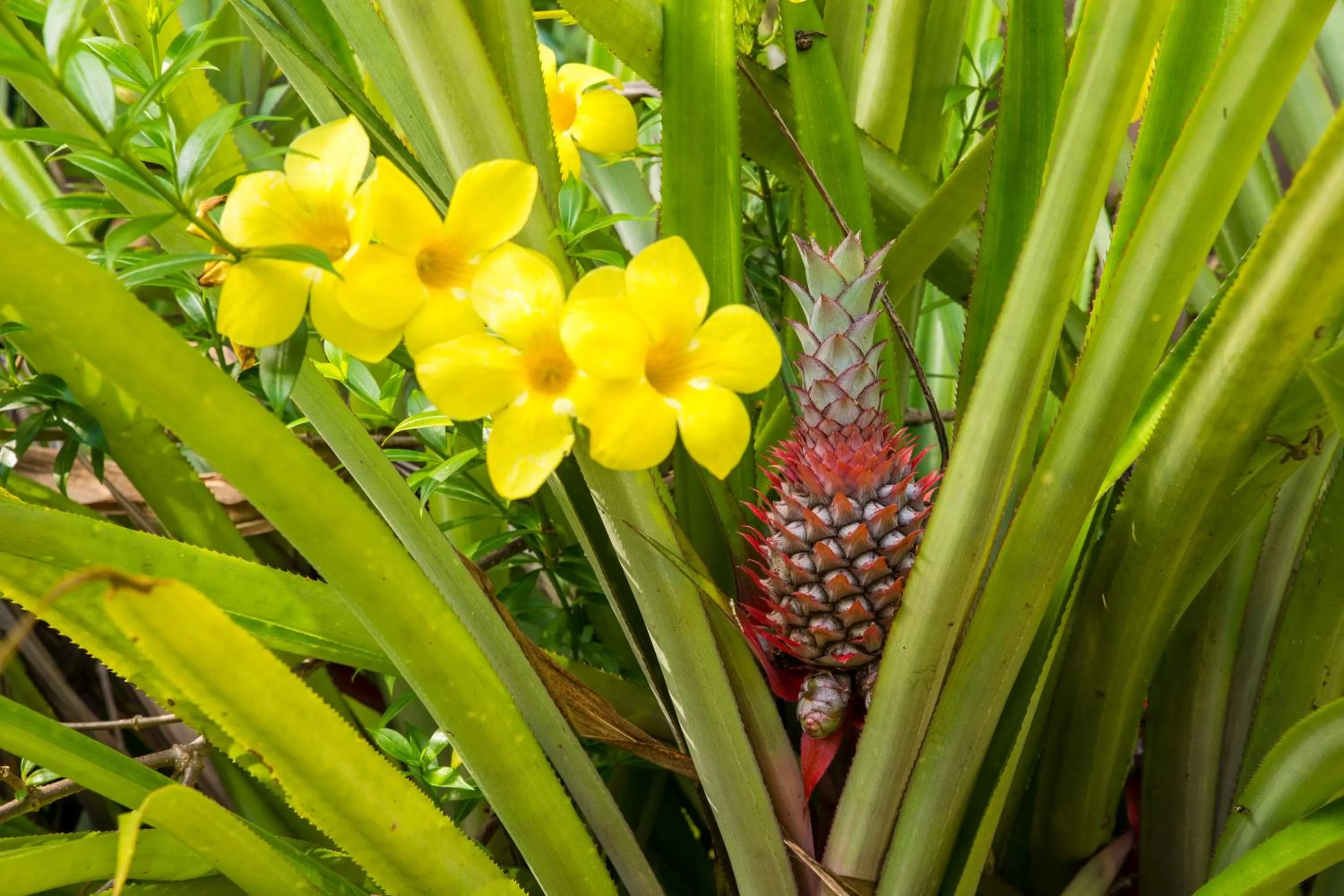 Garden in Hilltop Boutique Hotel