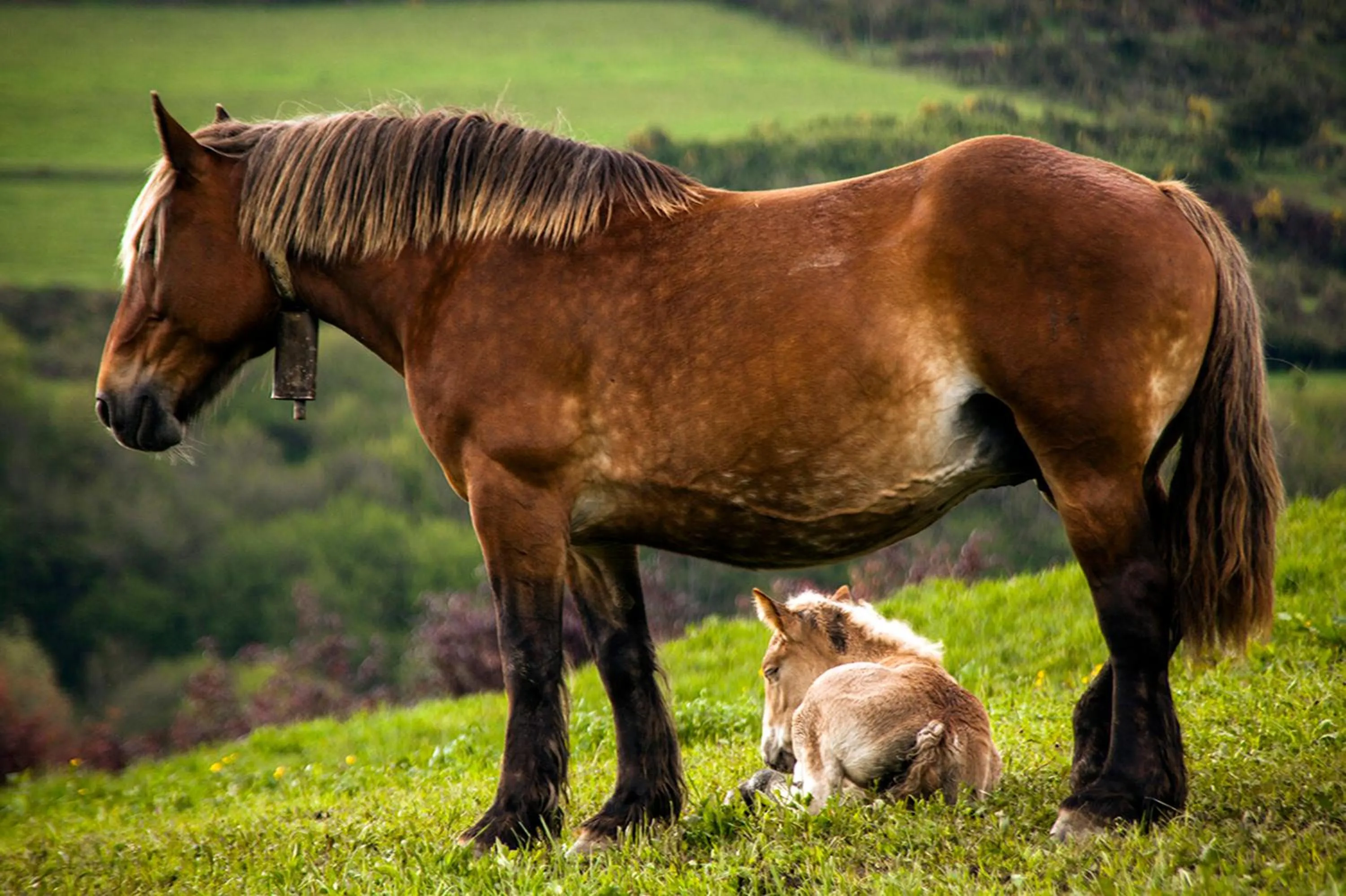 Animals in Hotel Mas de Xaxas