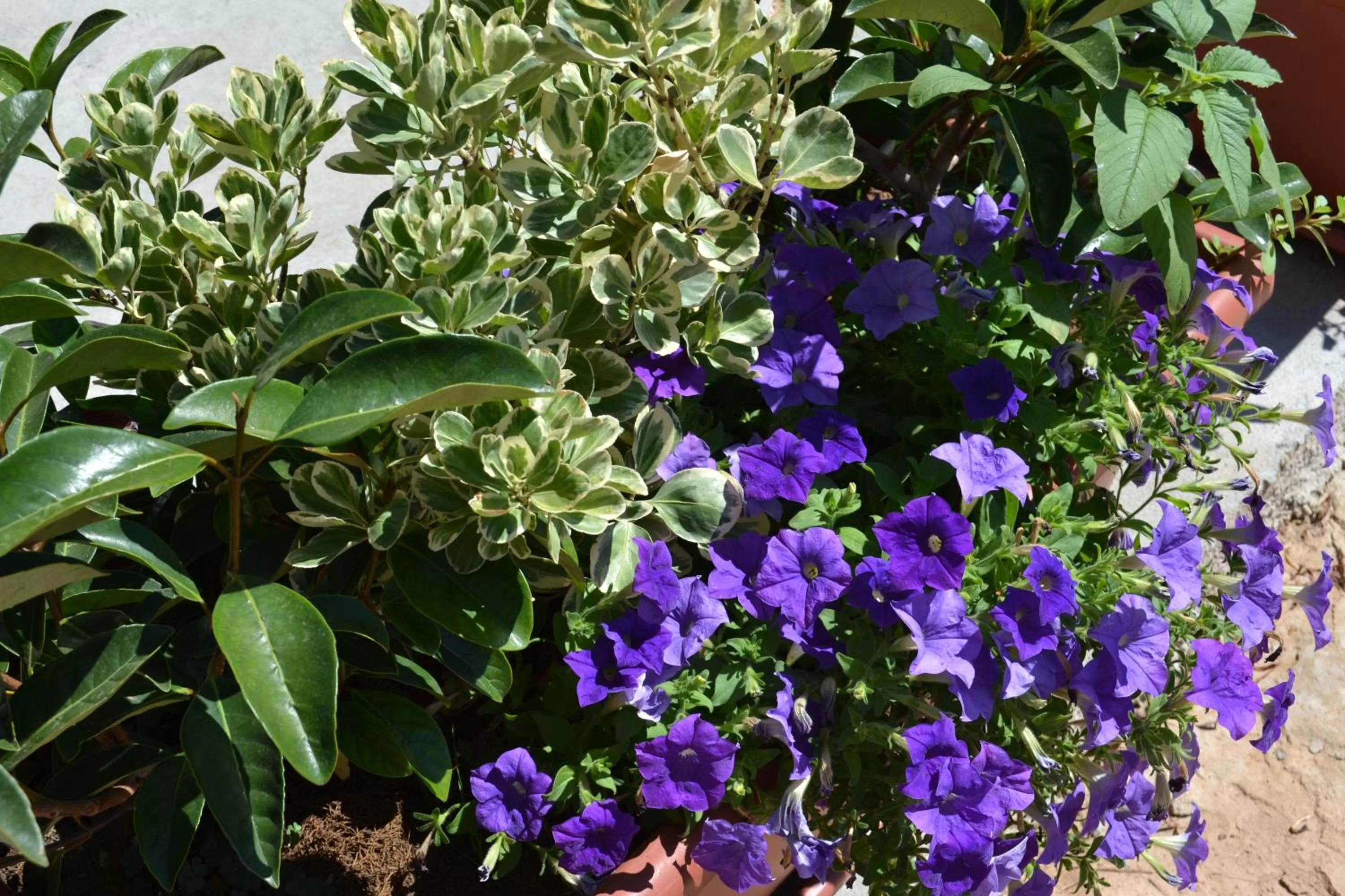 Decorative detail in B&B La Casa Bianca di Porto Conte