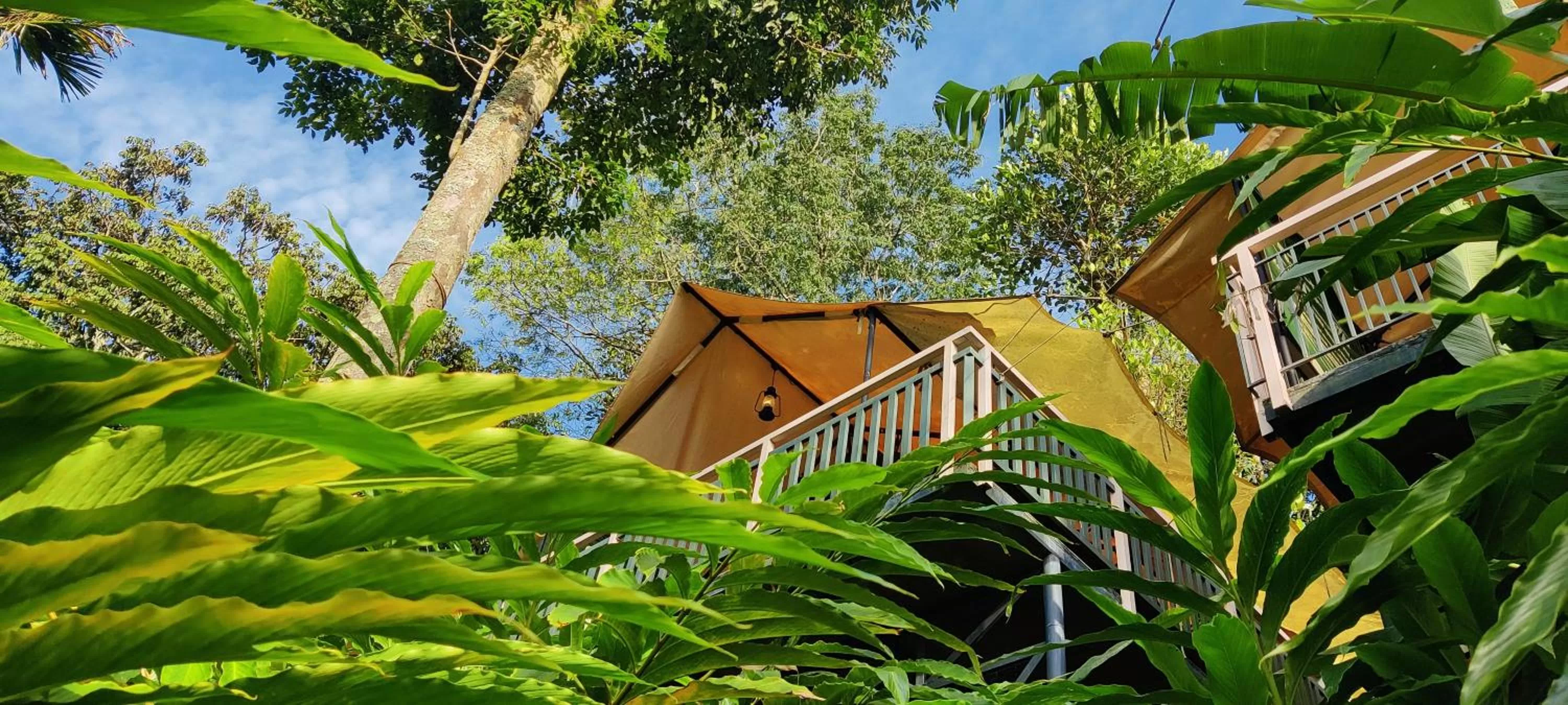 Property Building in Chalona Jungle Vibe