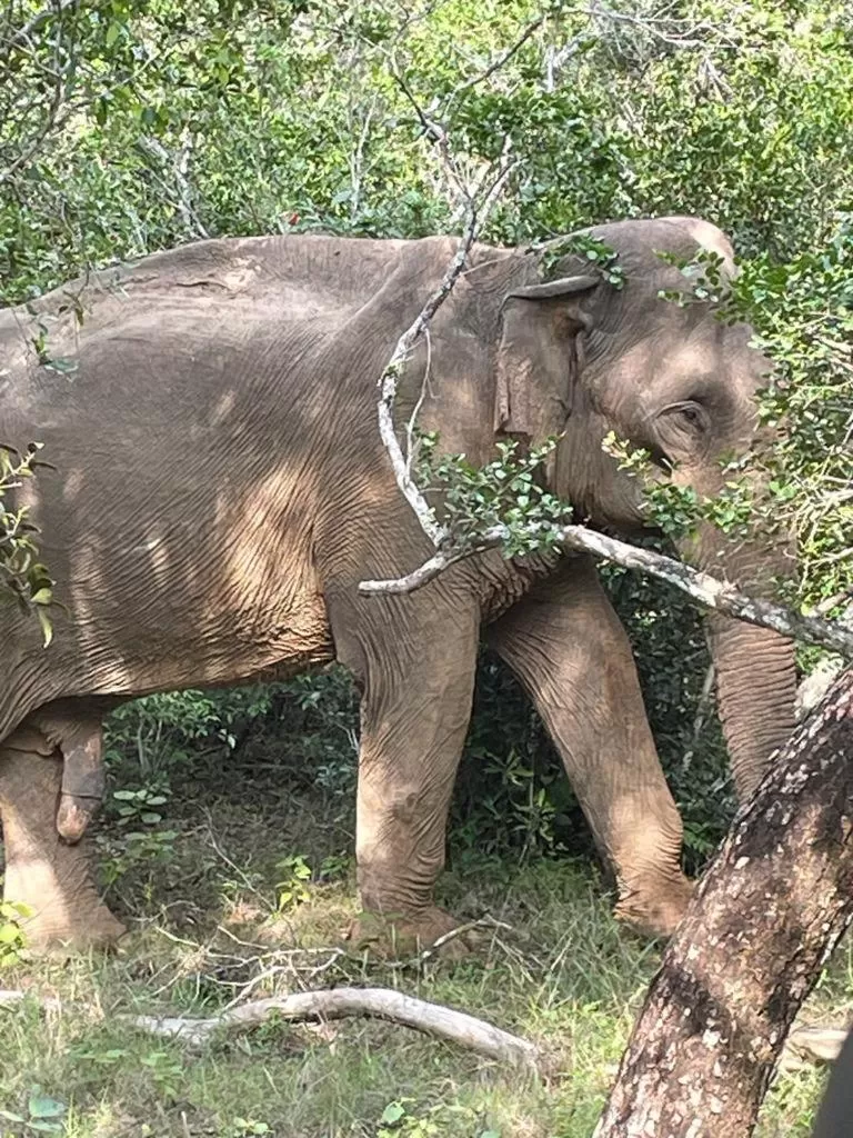 Jayasinghe Holiday Resort