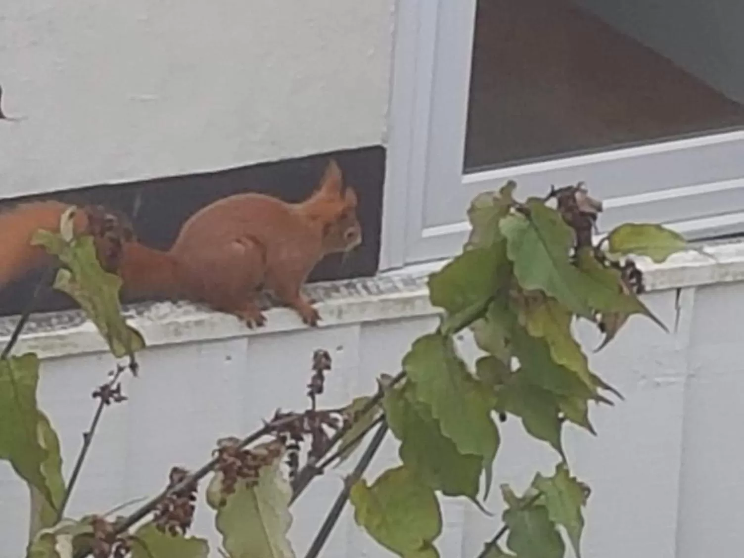 Animals in Kingsmede Bed & Breakfast