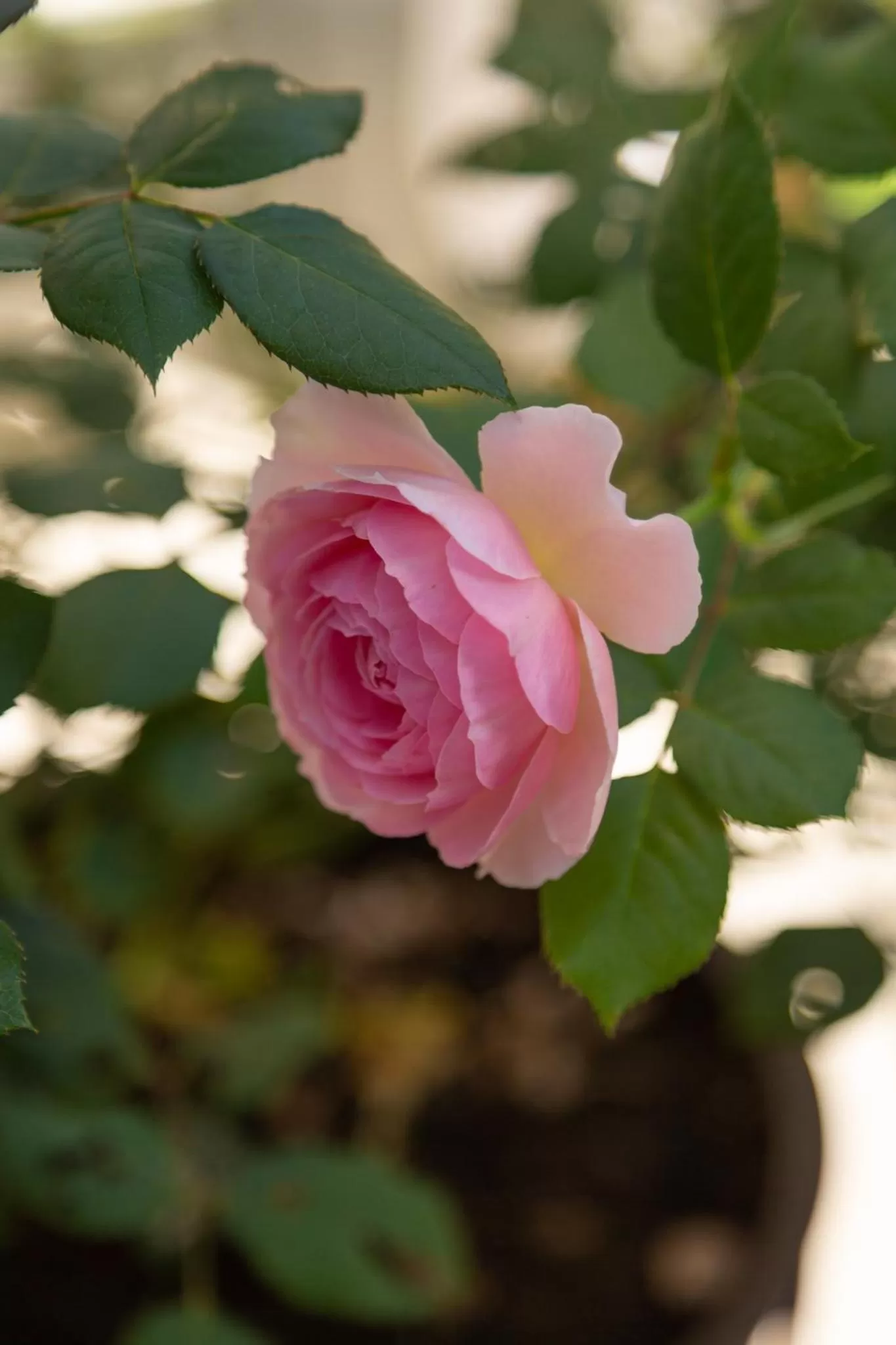 Can Moio Turismo de Interior