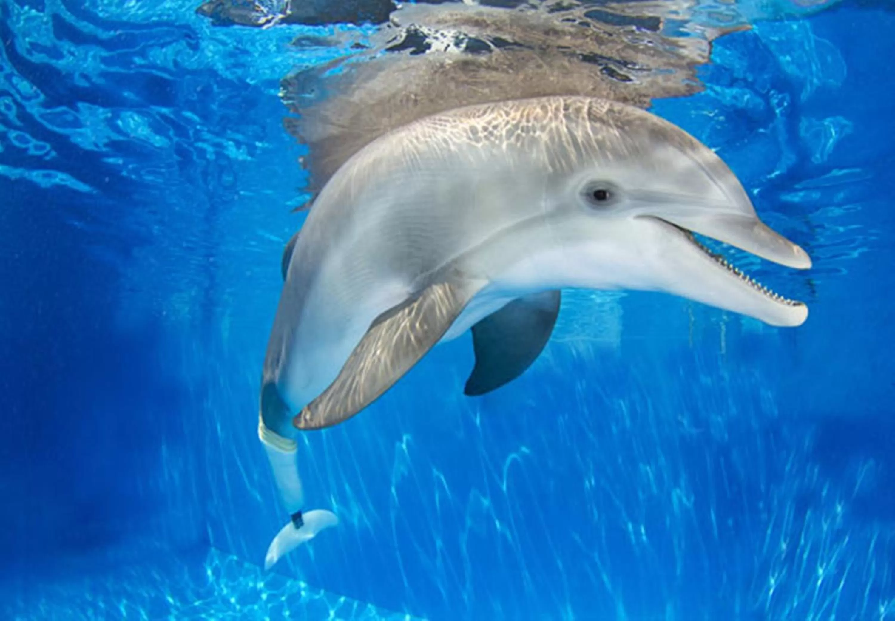 Off site in Country Inn & Suites by Radisson, St Petersburg - Clearwater, FL