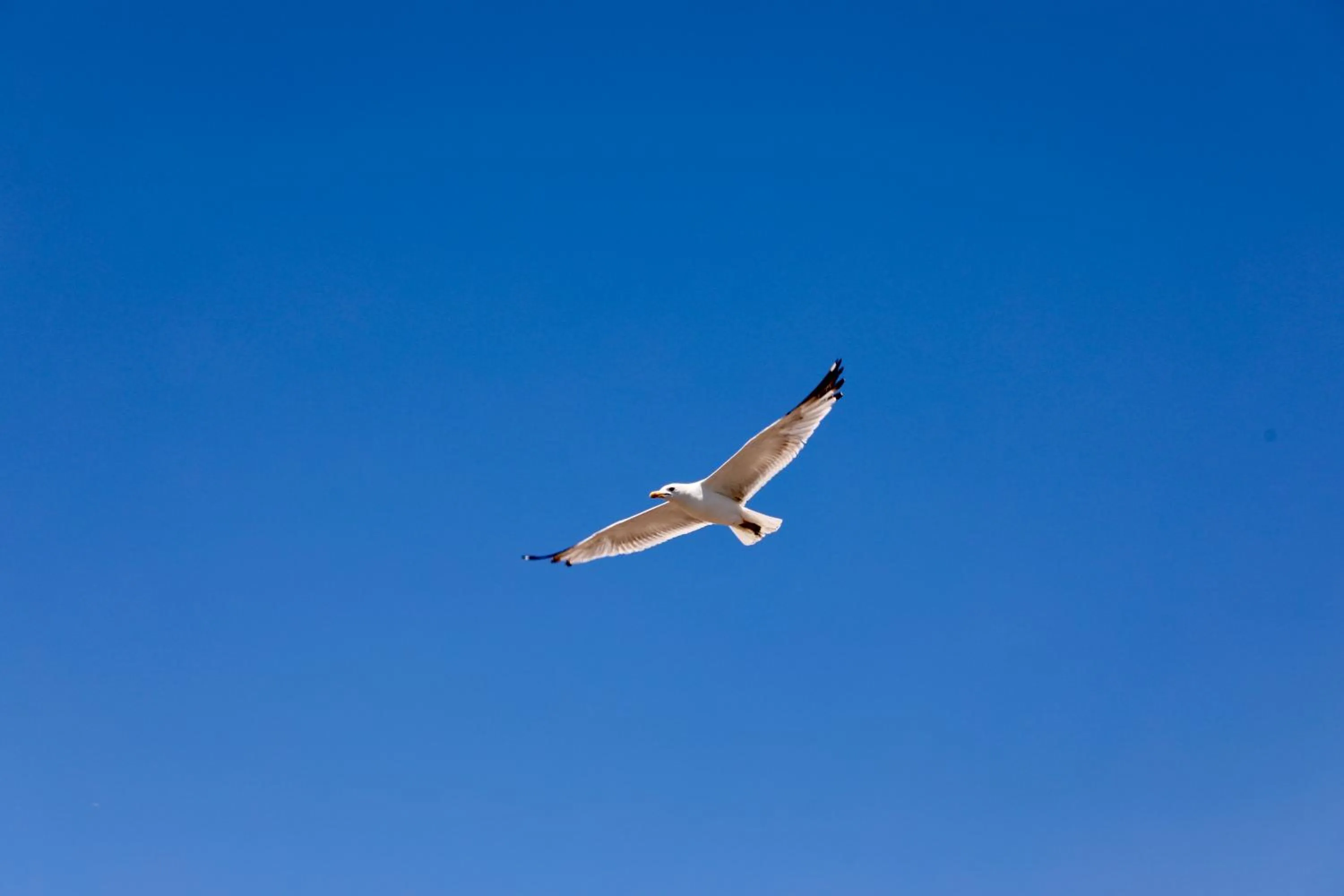 Day in Istanbul Royal Hotel