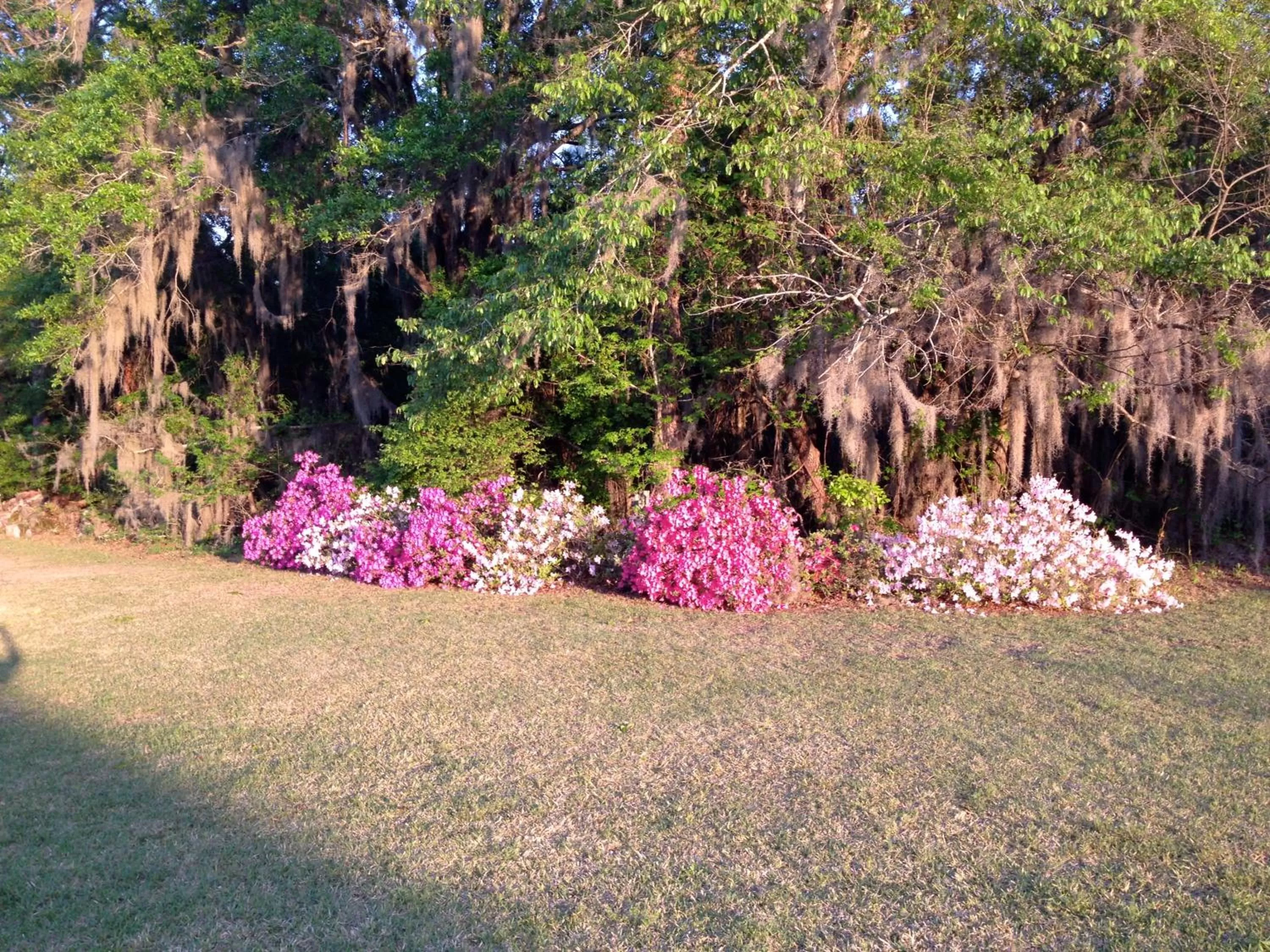 Garden in Dublin Farm