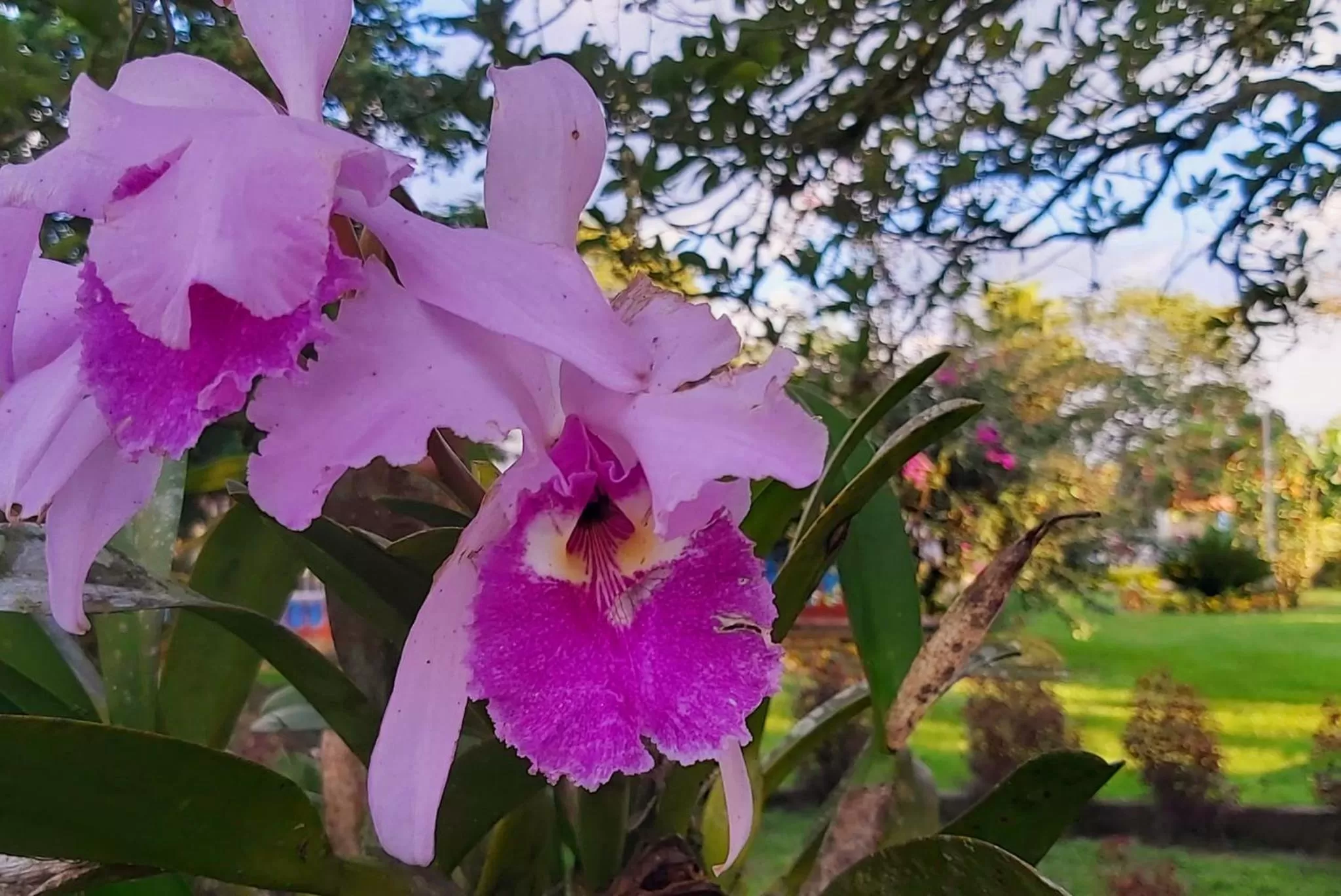 Garden in Balsora Hotel Boutique
