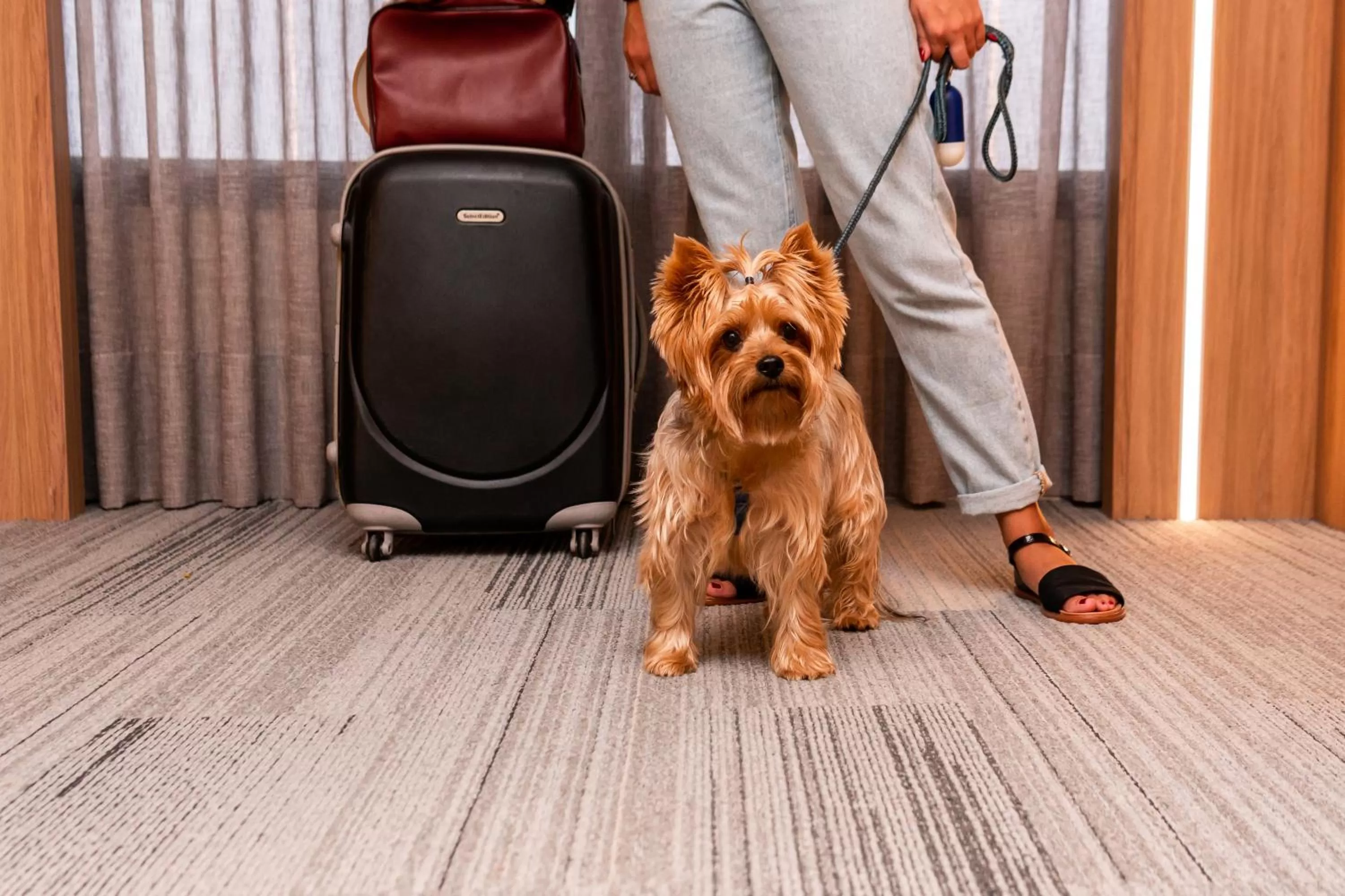 Pets in Mercure Itajai Navegantes