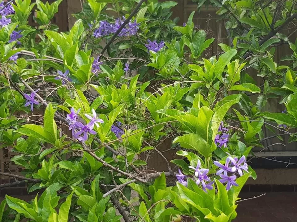 Swimming pool in Moye Guest House