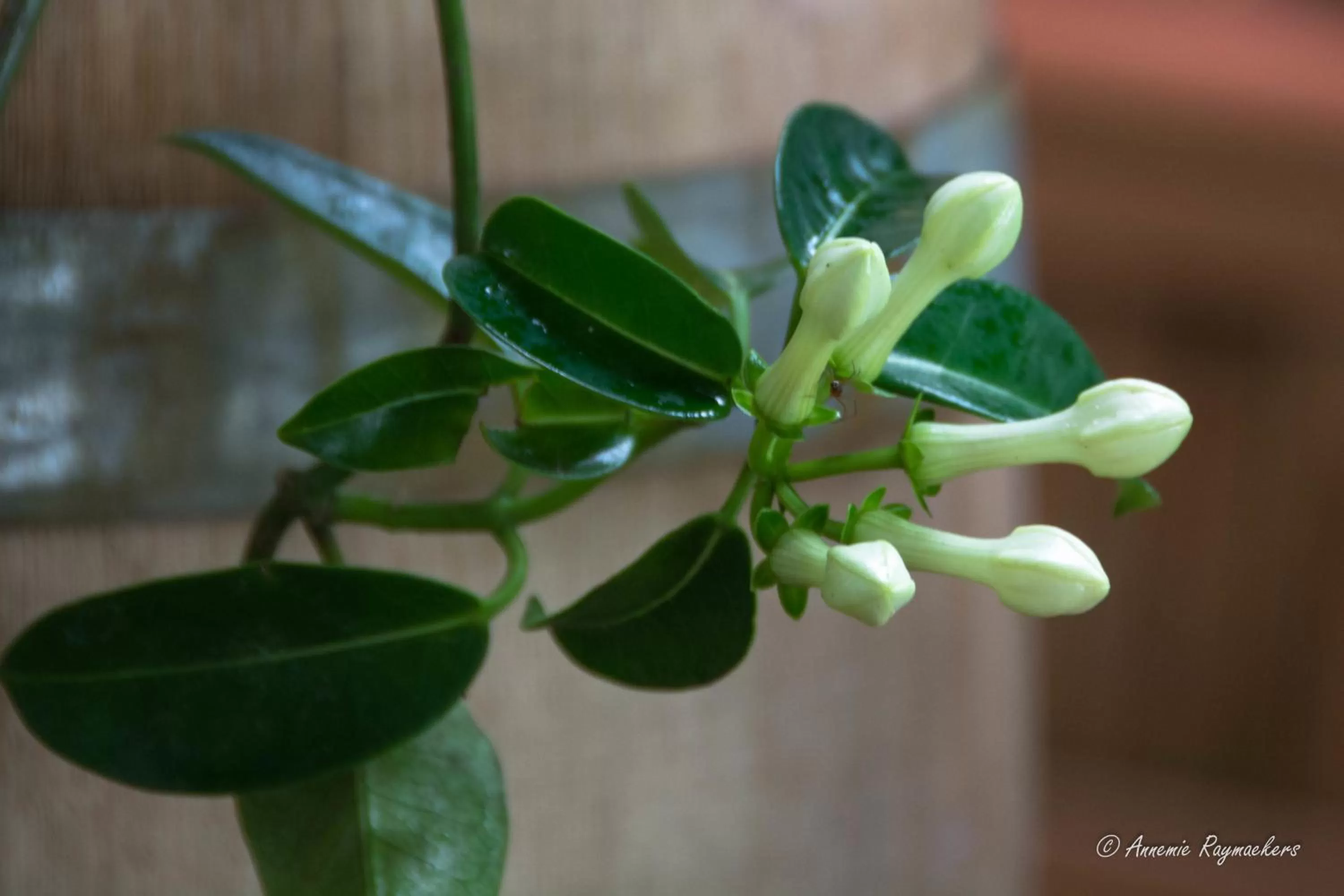 Photo of the whole room in Hotel Monti