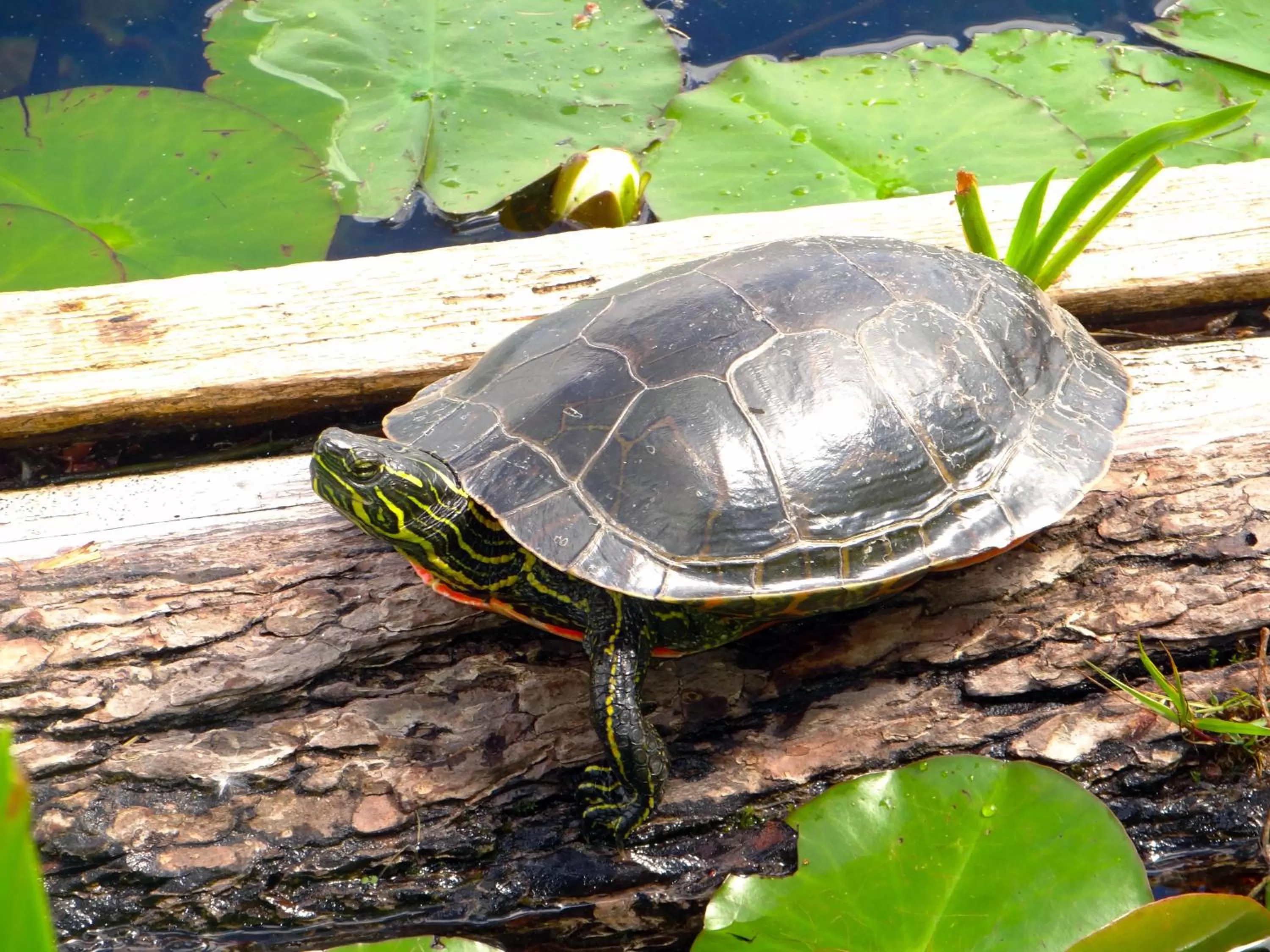 Animals in Hotel Civilia Lakeside by Civilia Golf Retreat