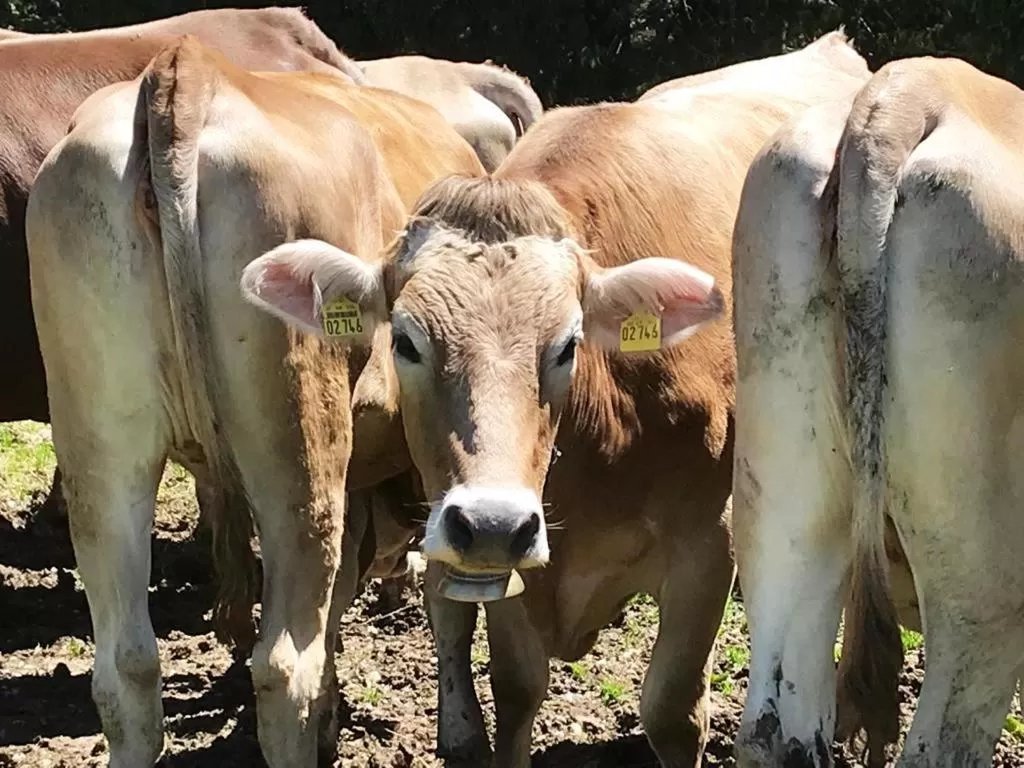 Animals in Hotel Bergstätter Hof