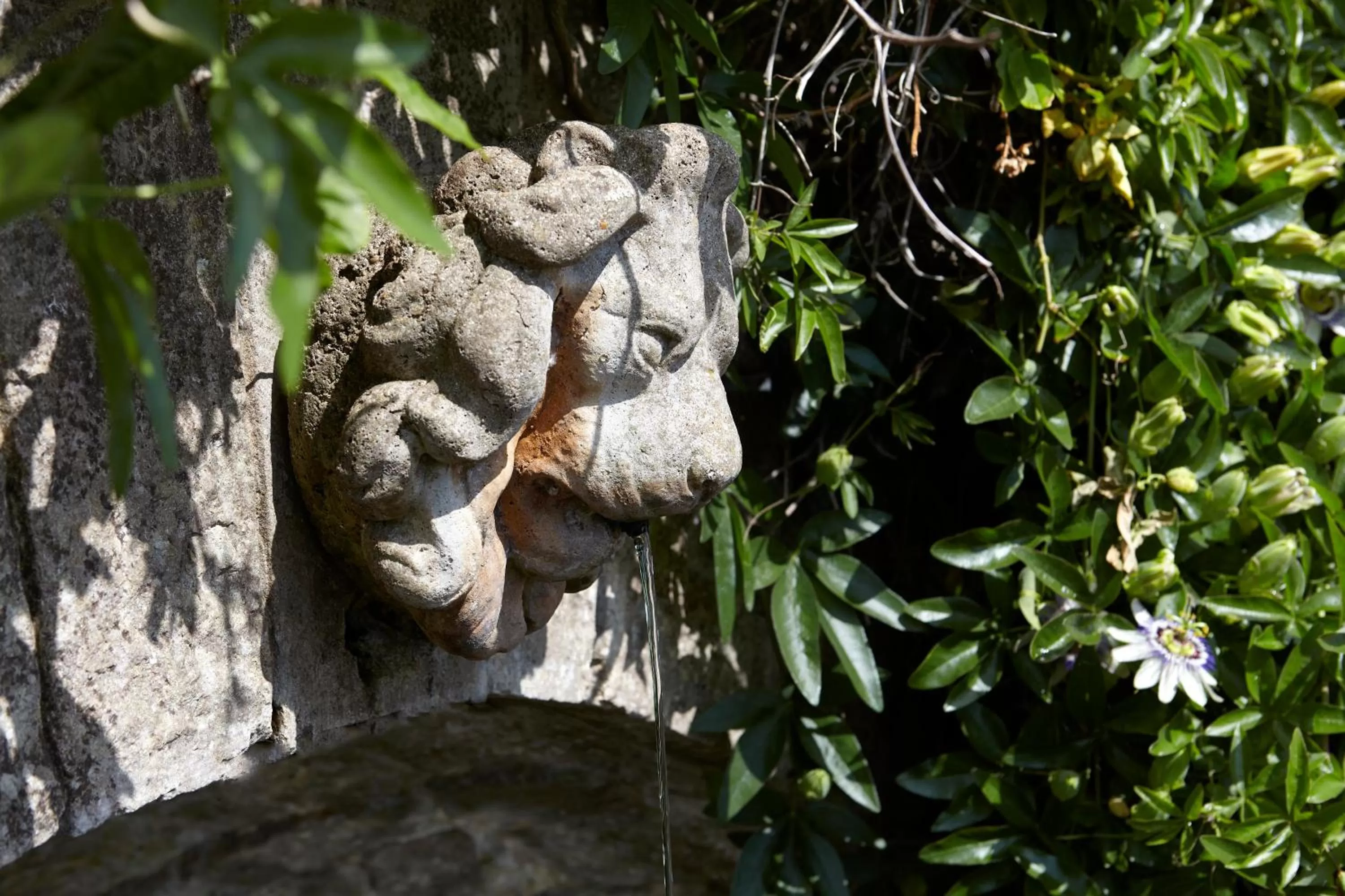 Garden in Luccombe Hall Hotel