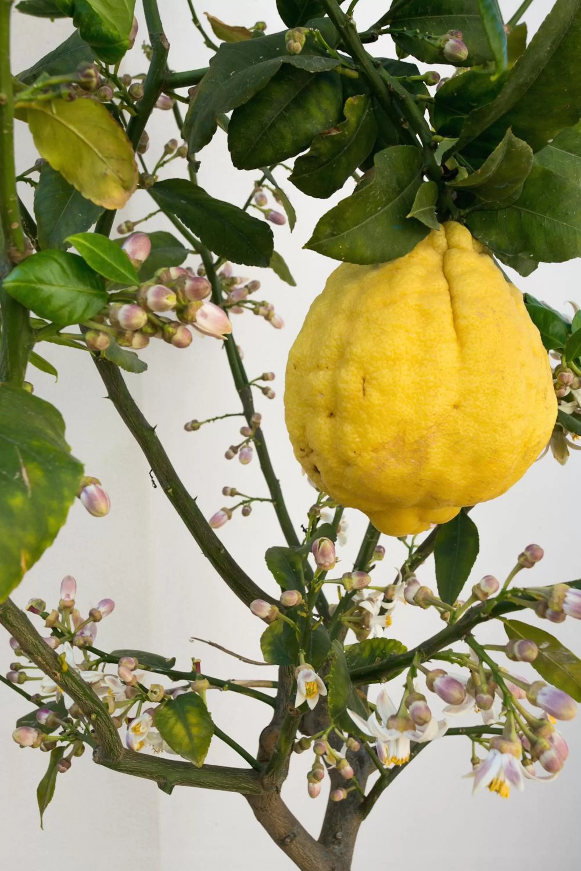 Balcony/Terrace in Alla Giudecca