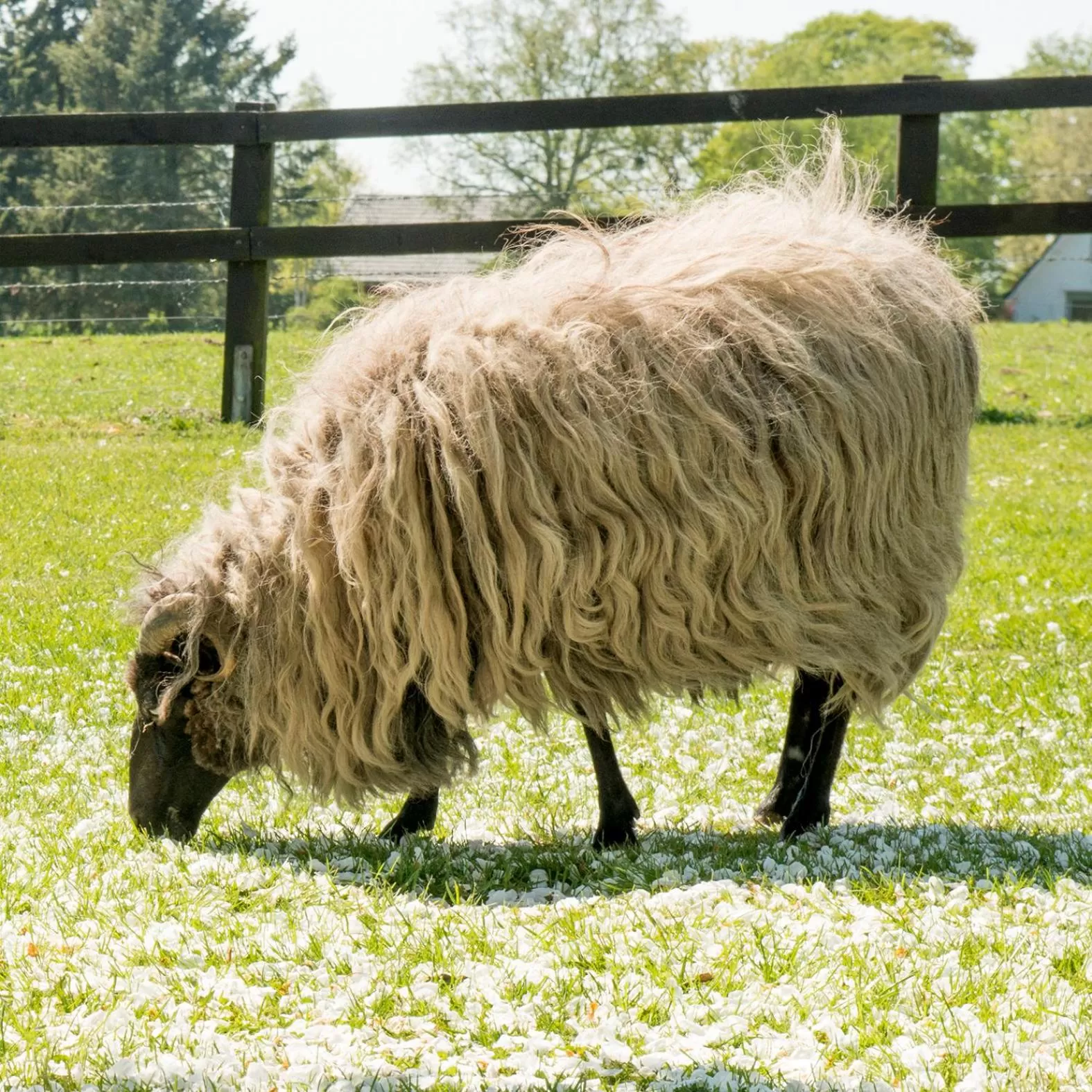 Animals in Landgasthof Kasch - Hotel und Restaurant