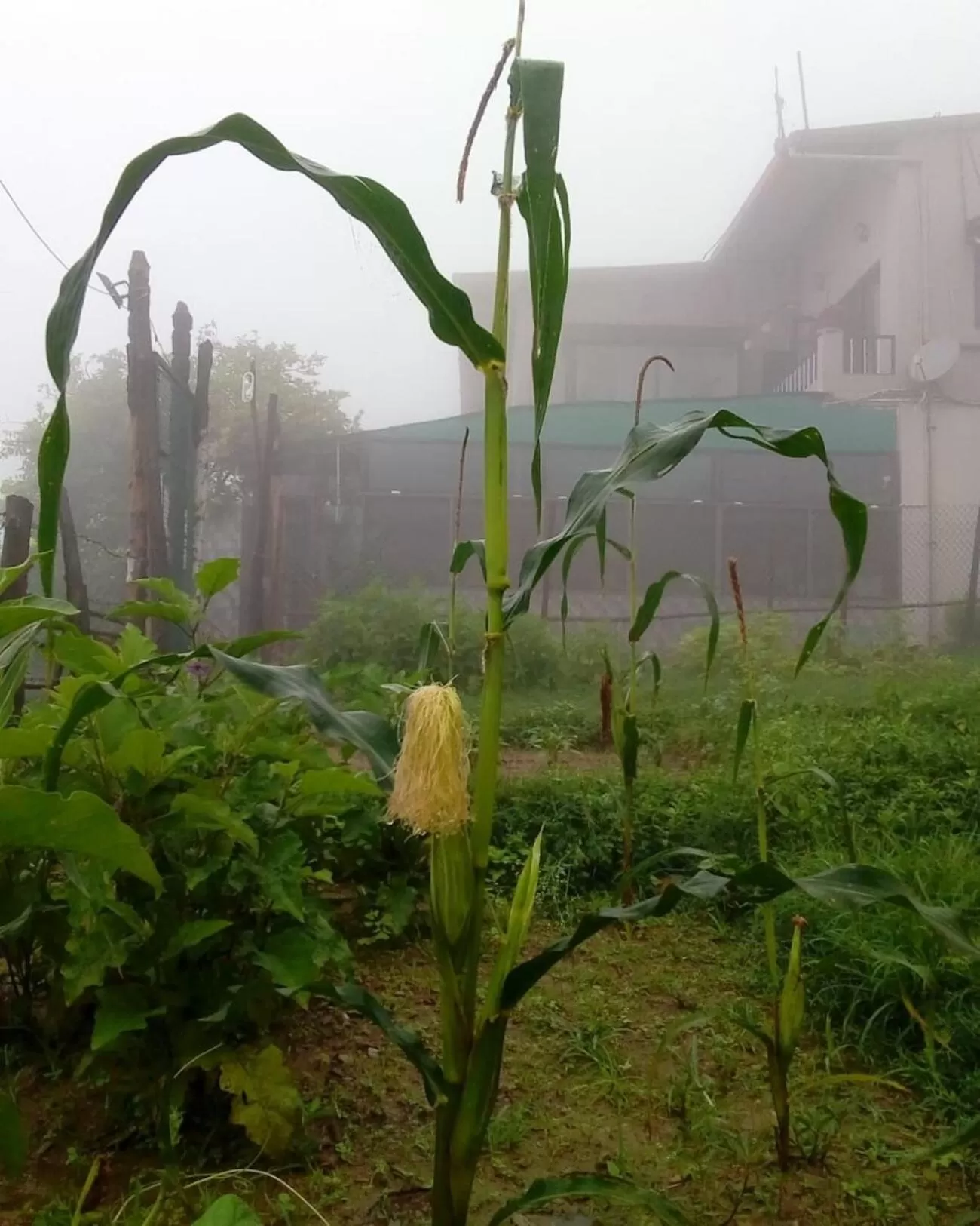 Garden in Samskara & Samsara