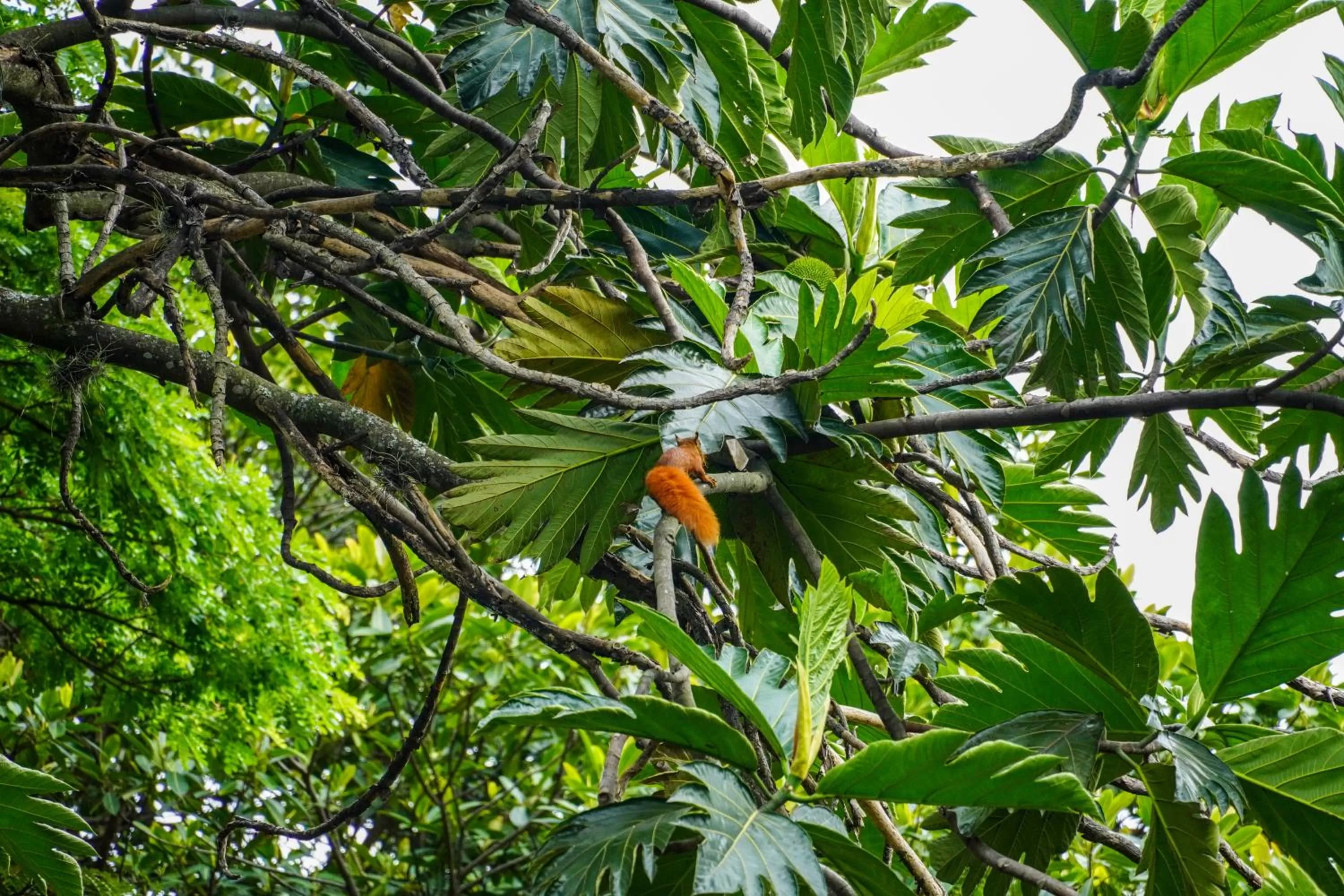 Hotel Boutique Villa Casuarinas