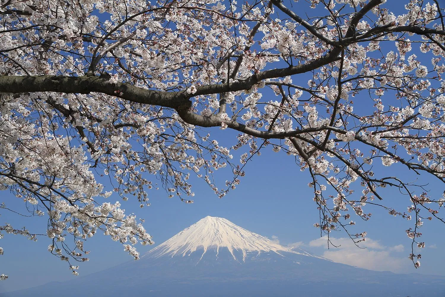 Nearby landmark in Business Hotel Sunpu