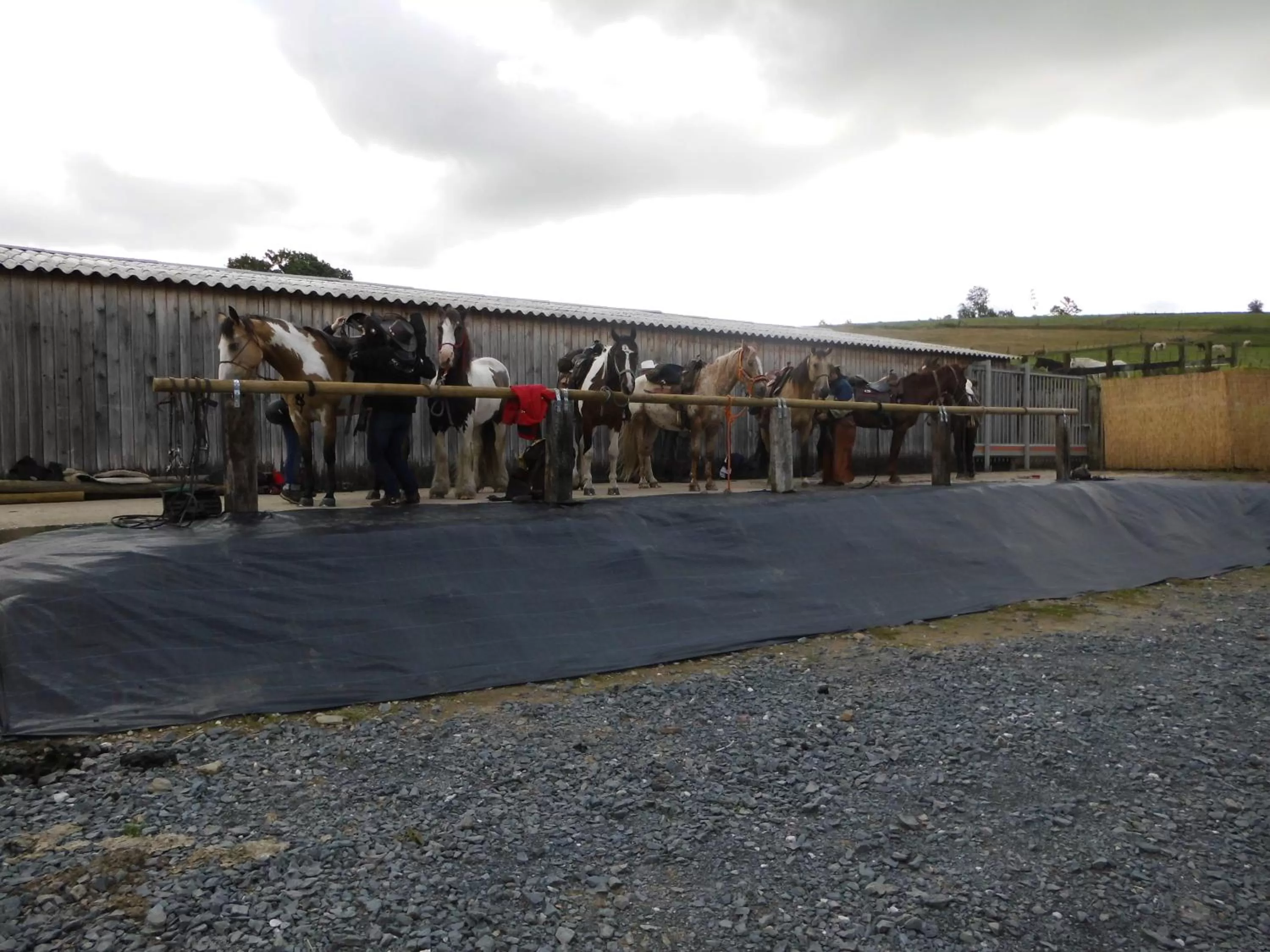 Horse-riding in B&B Willow Springs Way Station