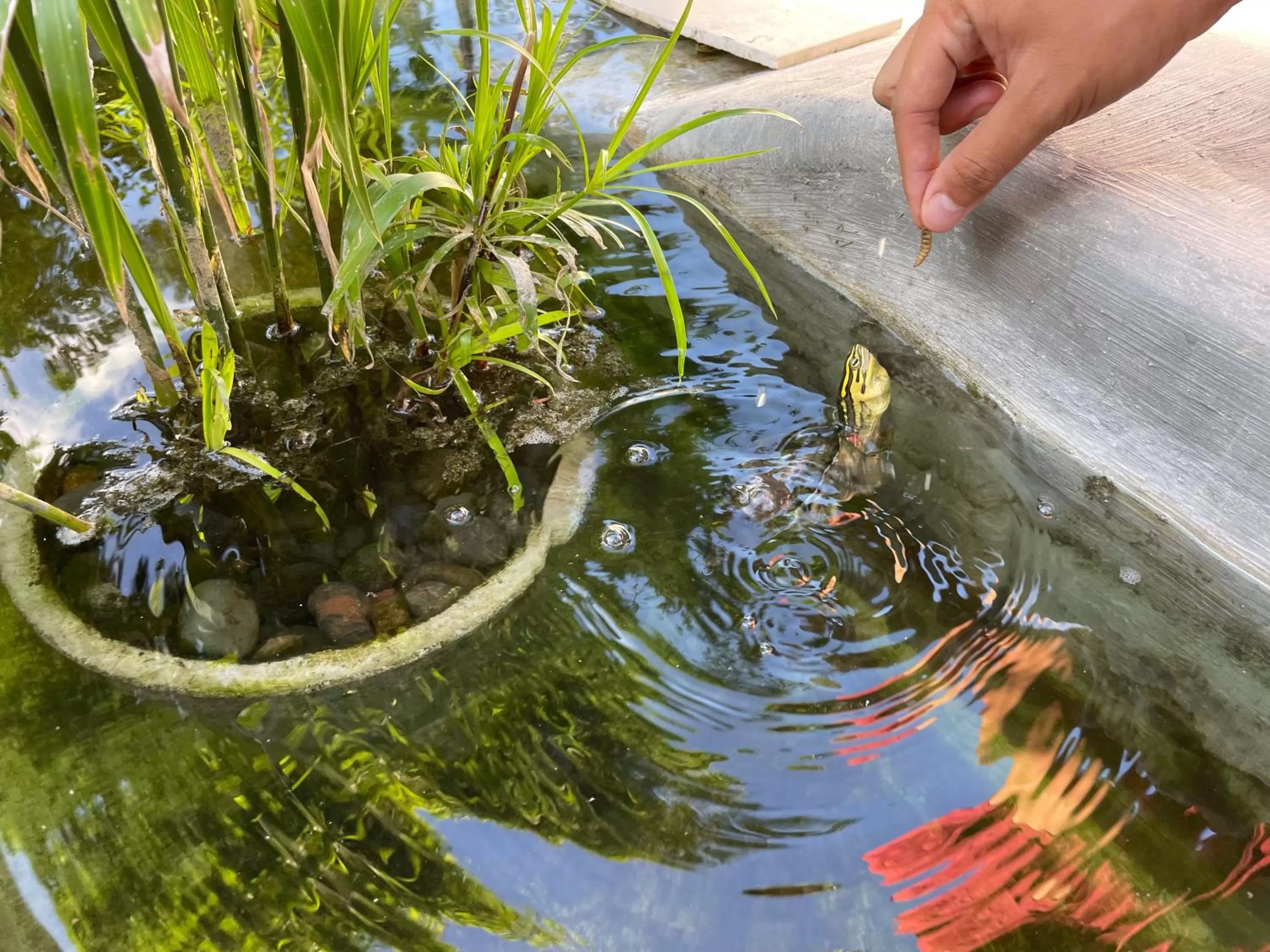 Animals, Other Animals in The Valerian Villa Ubud