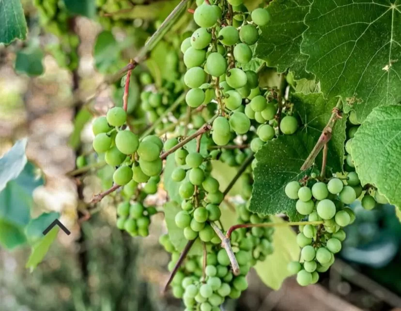 Activities in Danielle boutique suite