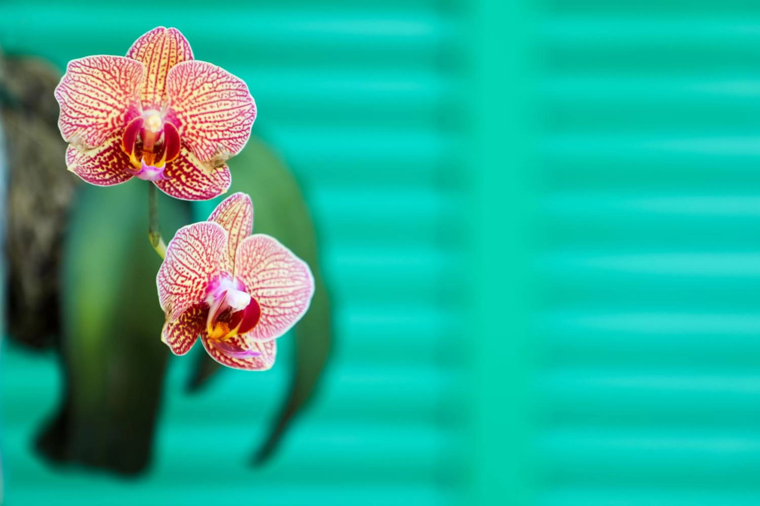 Garden in Almond Tree Inn - Adults Only