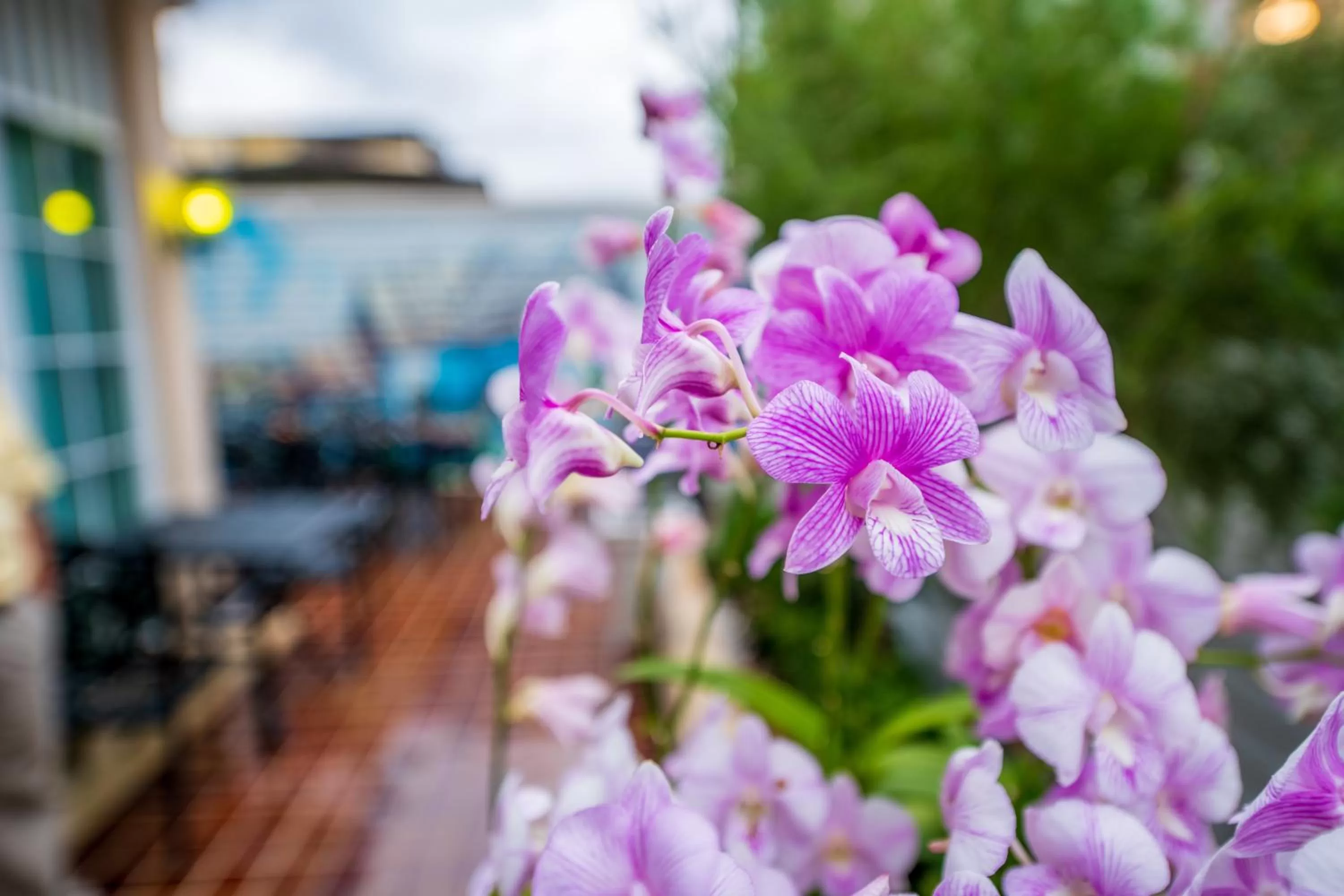 Patio in The Orchid House 153
