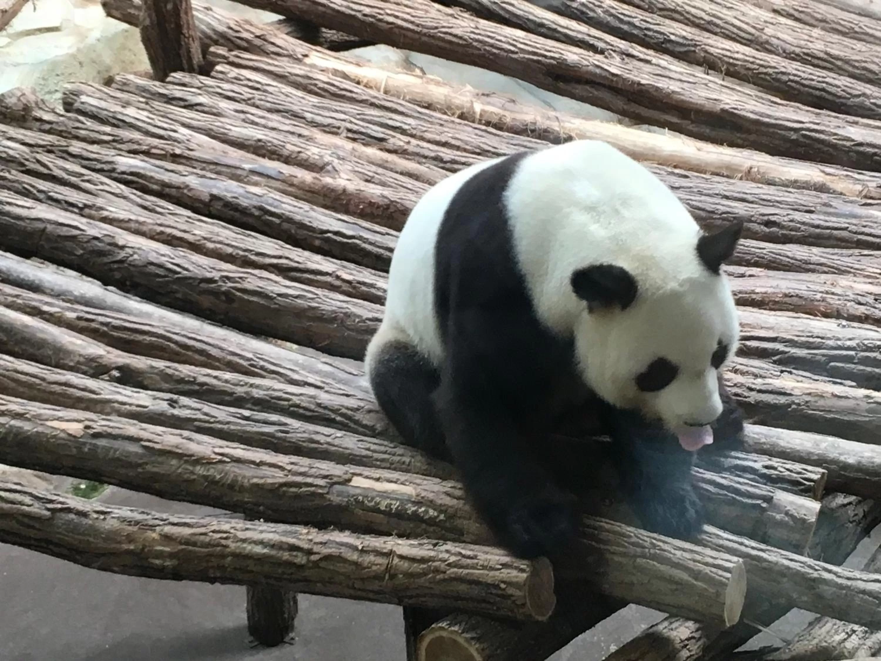 Entertainment in BELEM