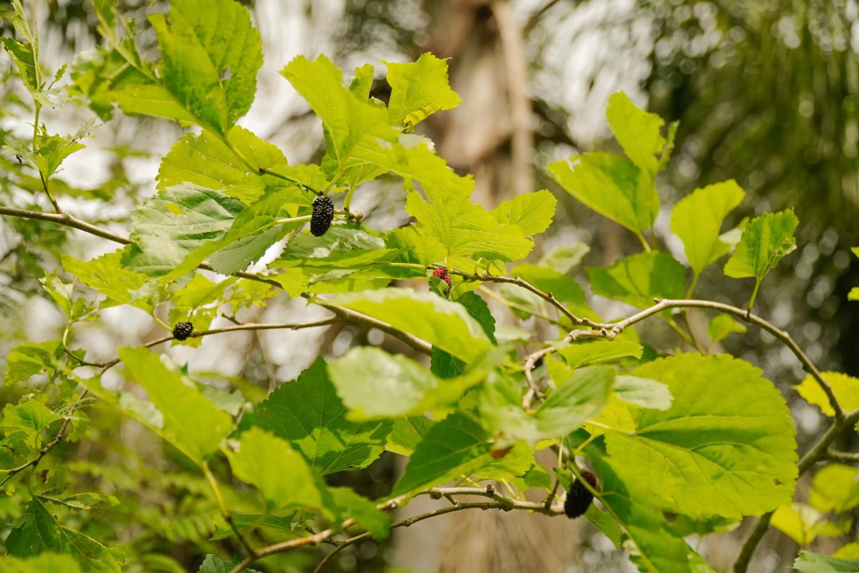 Garden in Pousada Dunasol Floripa