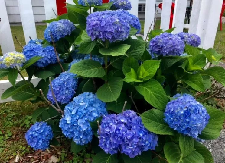 Garden in Claddagh Motel & Suites