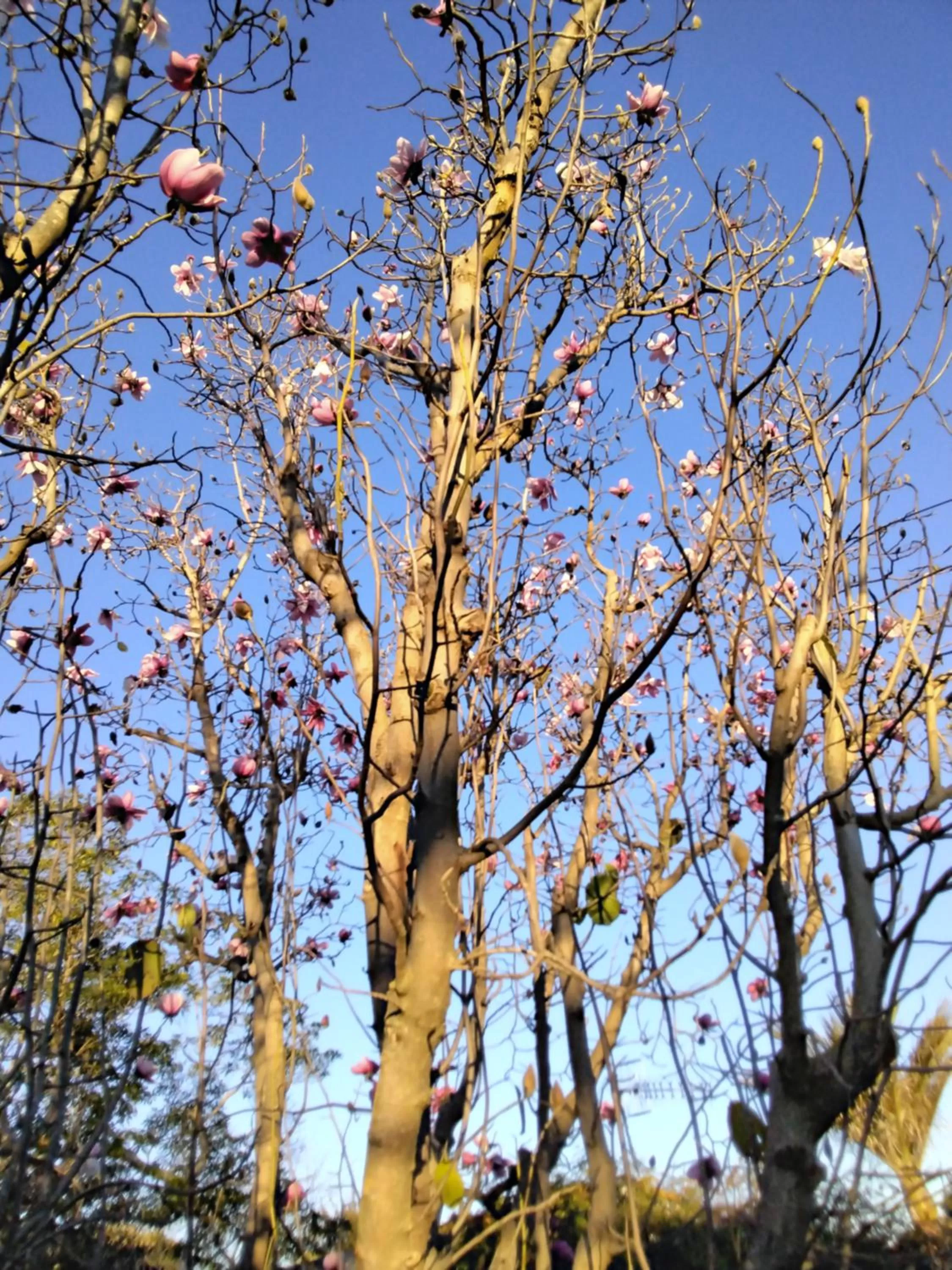 Day, Winter in Ashcroft Gardens Bed & Breakfast