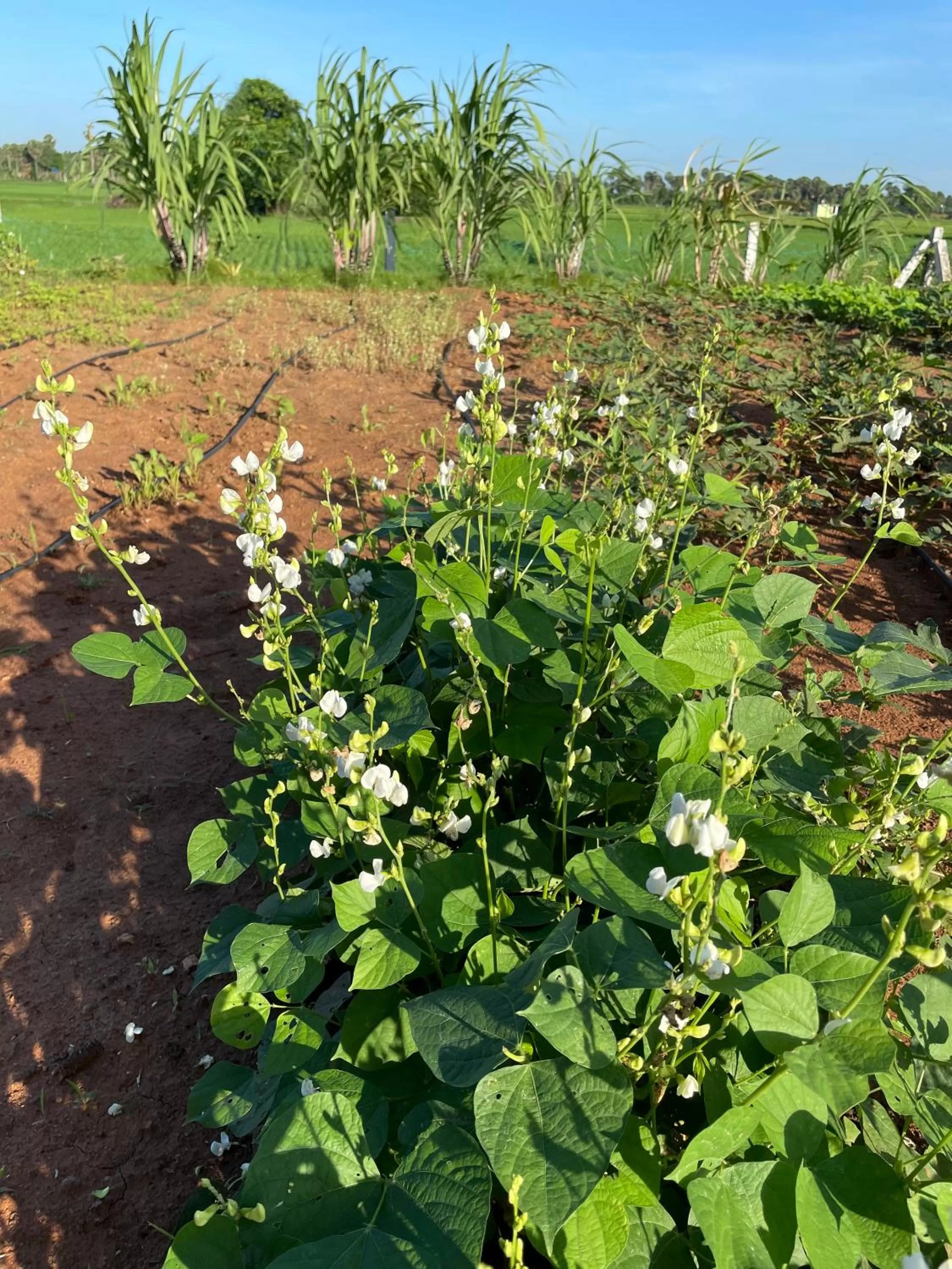 Marutham Village Resort